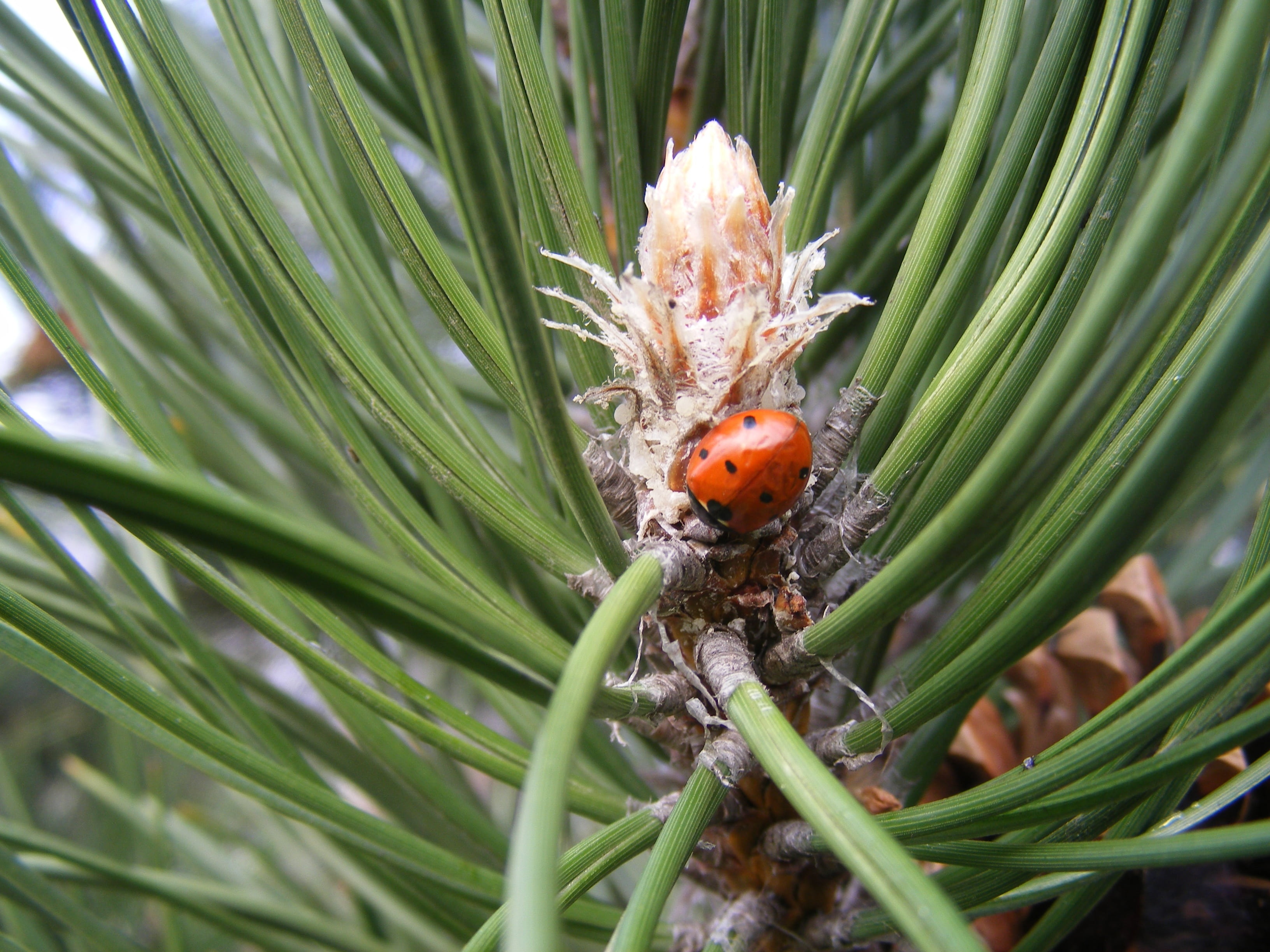 focus on foreground, invertebrate, growth, day, plant, outdoors, beauty in nature, animal themes, one animal, macro, holidays, leaves, pine-needle, animal wildlife, HD Wallpaper