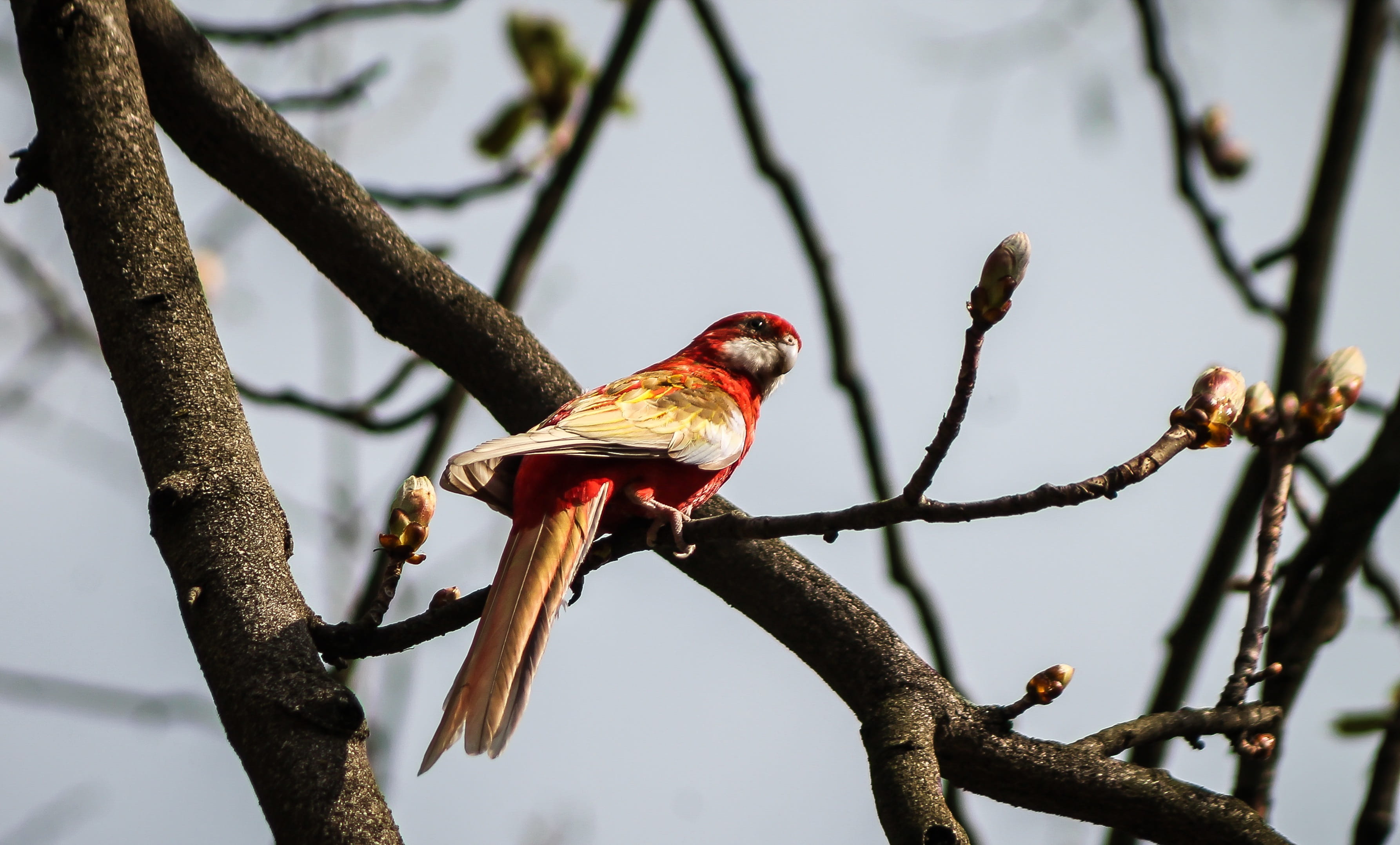 nature, bird on the branch, animals in the wild, outdoors, red pen, Parrot, day, spring bird, bough, portrait, focus on foreground, one animal, animal, HD Wallpaper