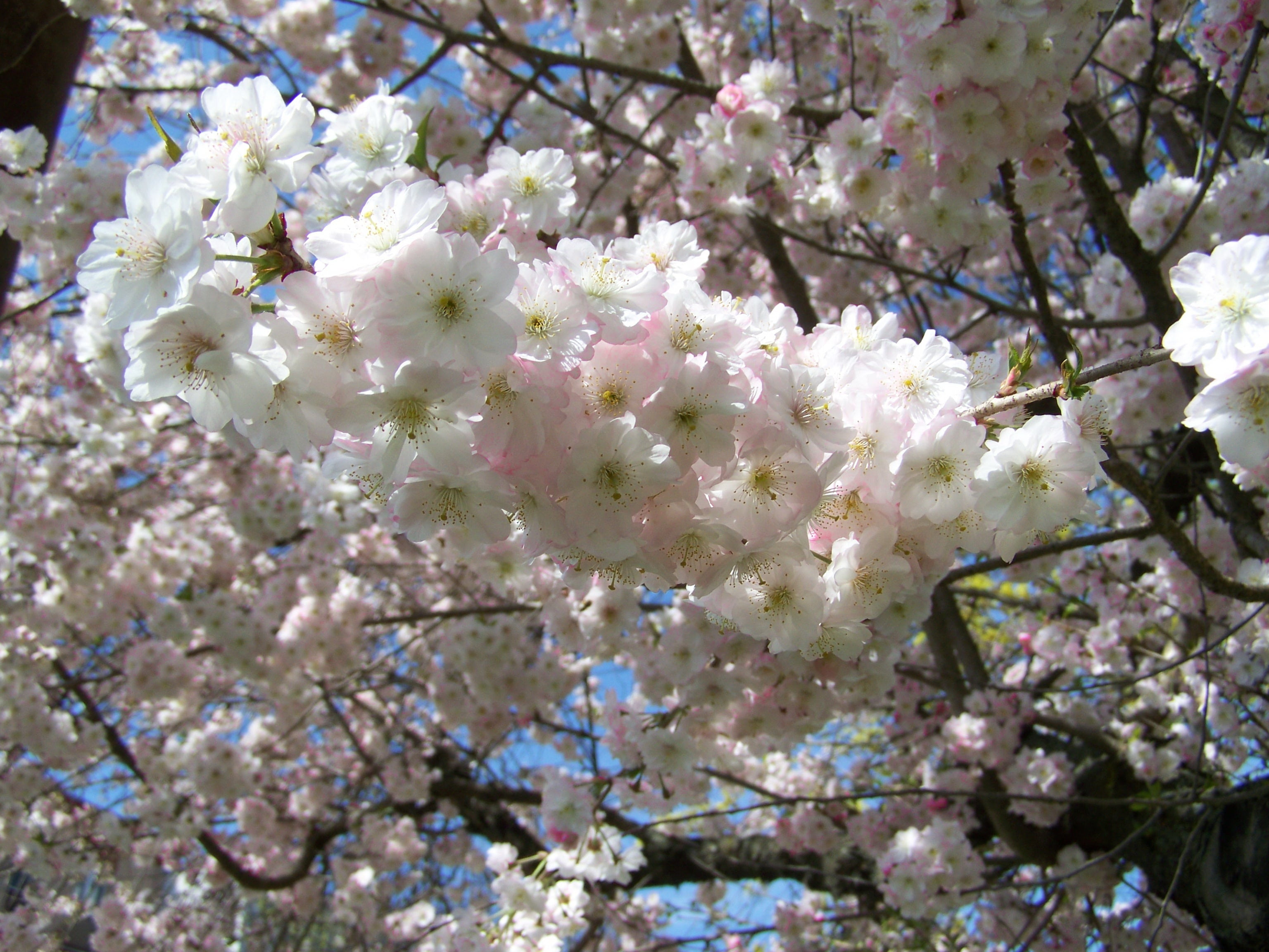 botany, no people, pink, flower, close-up, tree, cherry blossom, blossom, blossoming bough, beauty in nature, fragility, low angle view, vulnerability, HD Wallpaper