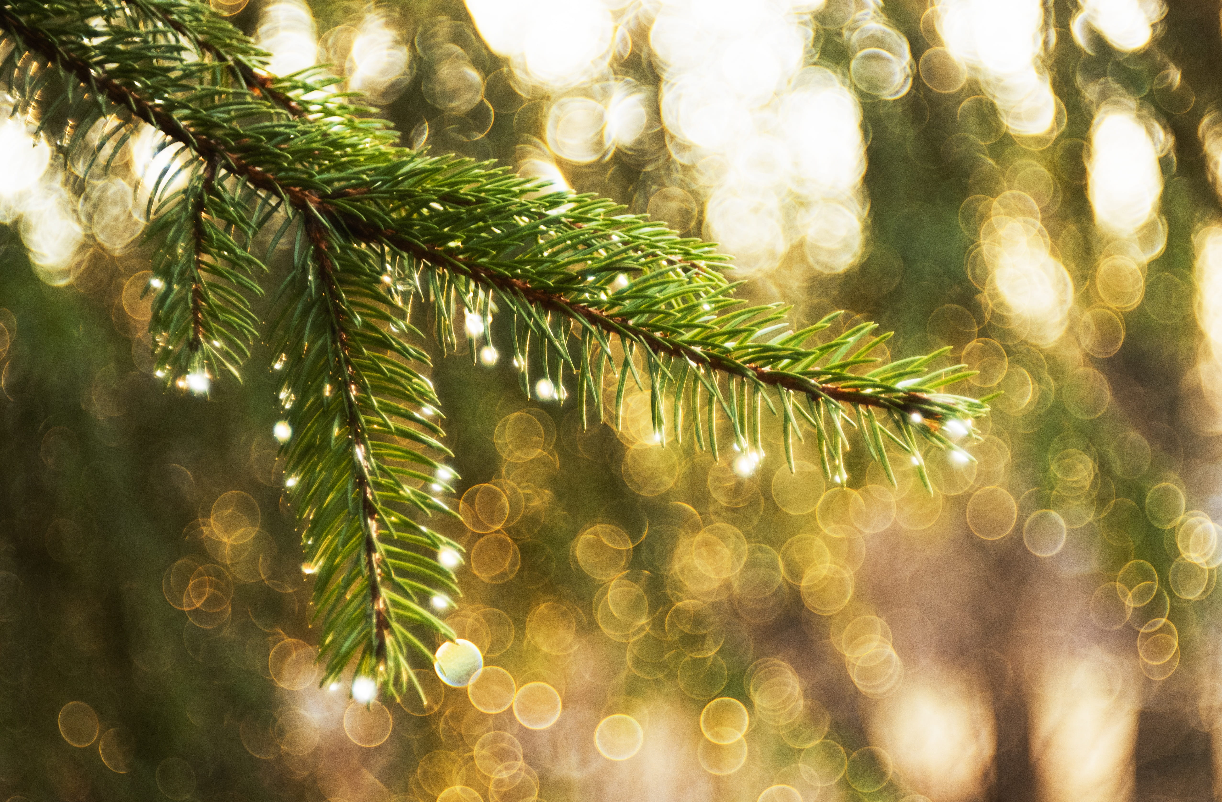 green color, bough, evening, needle - plant part, outdoors, coniferous tree, raindrops, illuminated, lighting, plant, nature, beauty in nature, conifer, HD Wallpaper