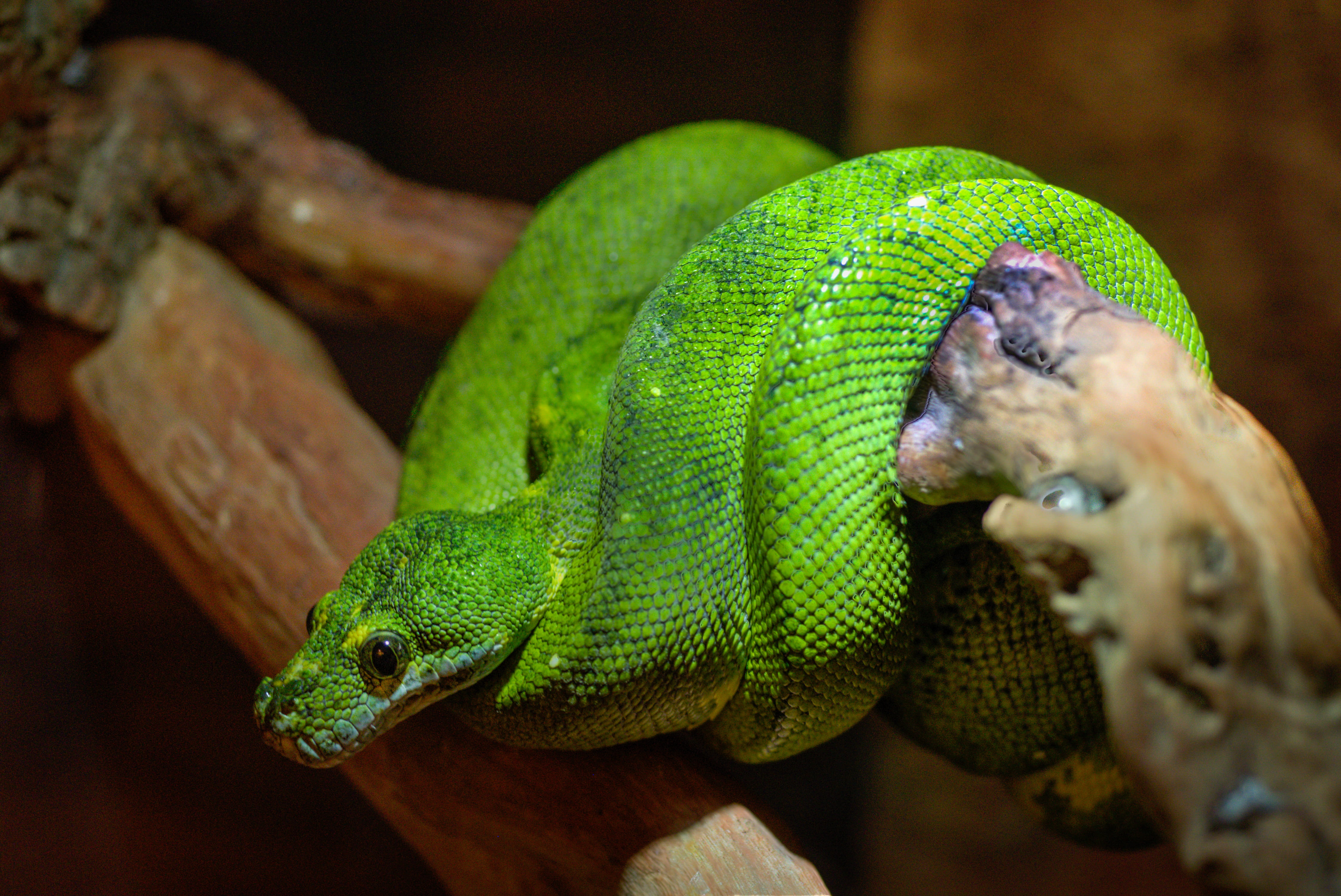 snake, animals in the wild, bough, tree, reptile, green, vertebrate, focus on foreground, animal themes, no people, 4K, reptilian, zoo, branch, emerald, HD Wallpaper