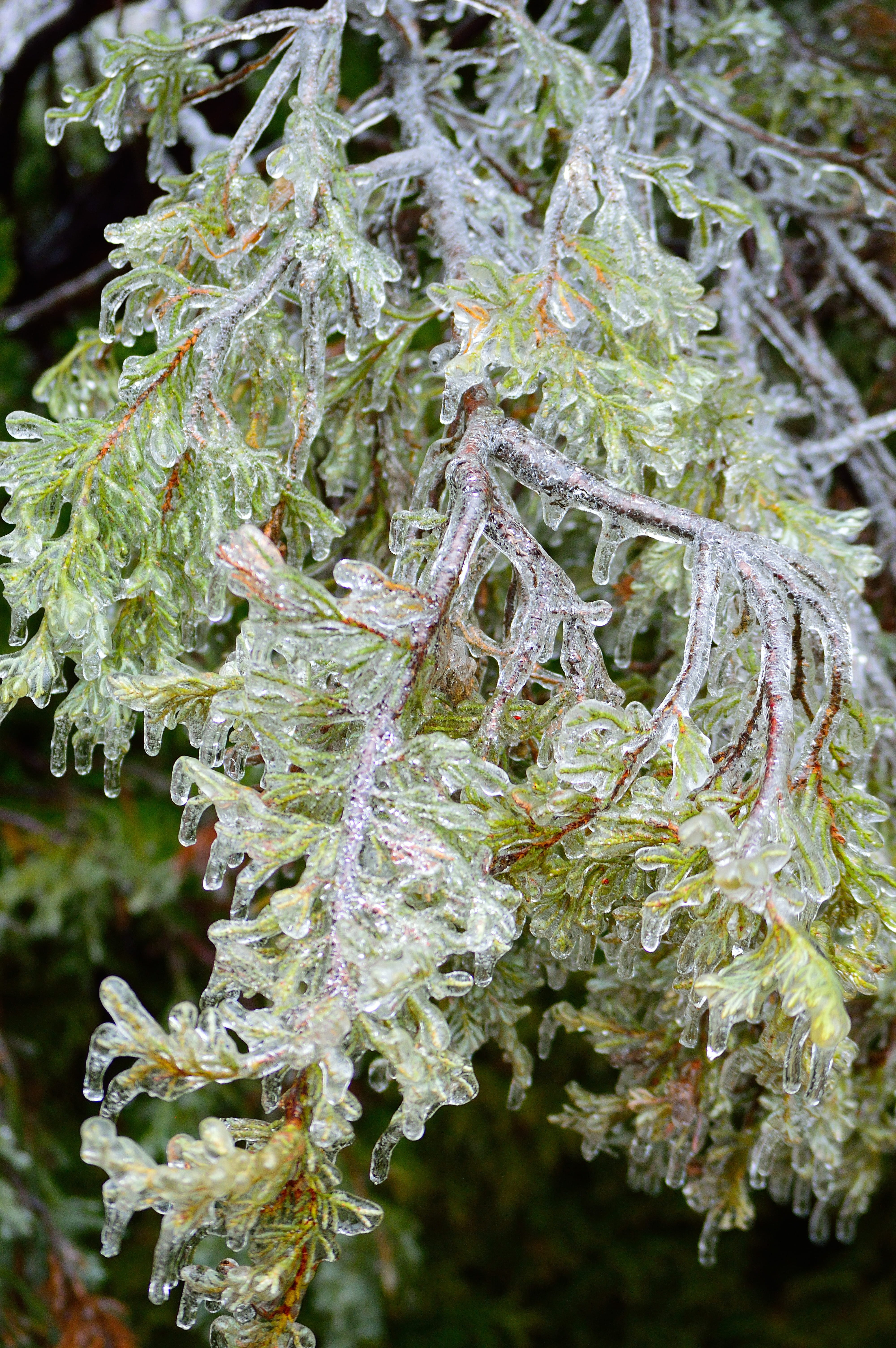 frozen, leaf, day, plant, drop, winter, plant part, nature, growth, green color, water, branch, tree, lichen, beauty in nature, 5K, close-up, outdoors, Phone HD Wallpaper