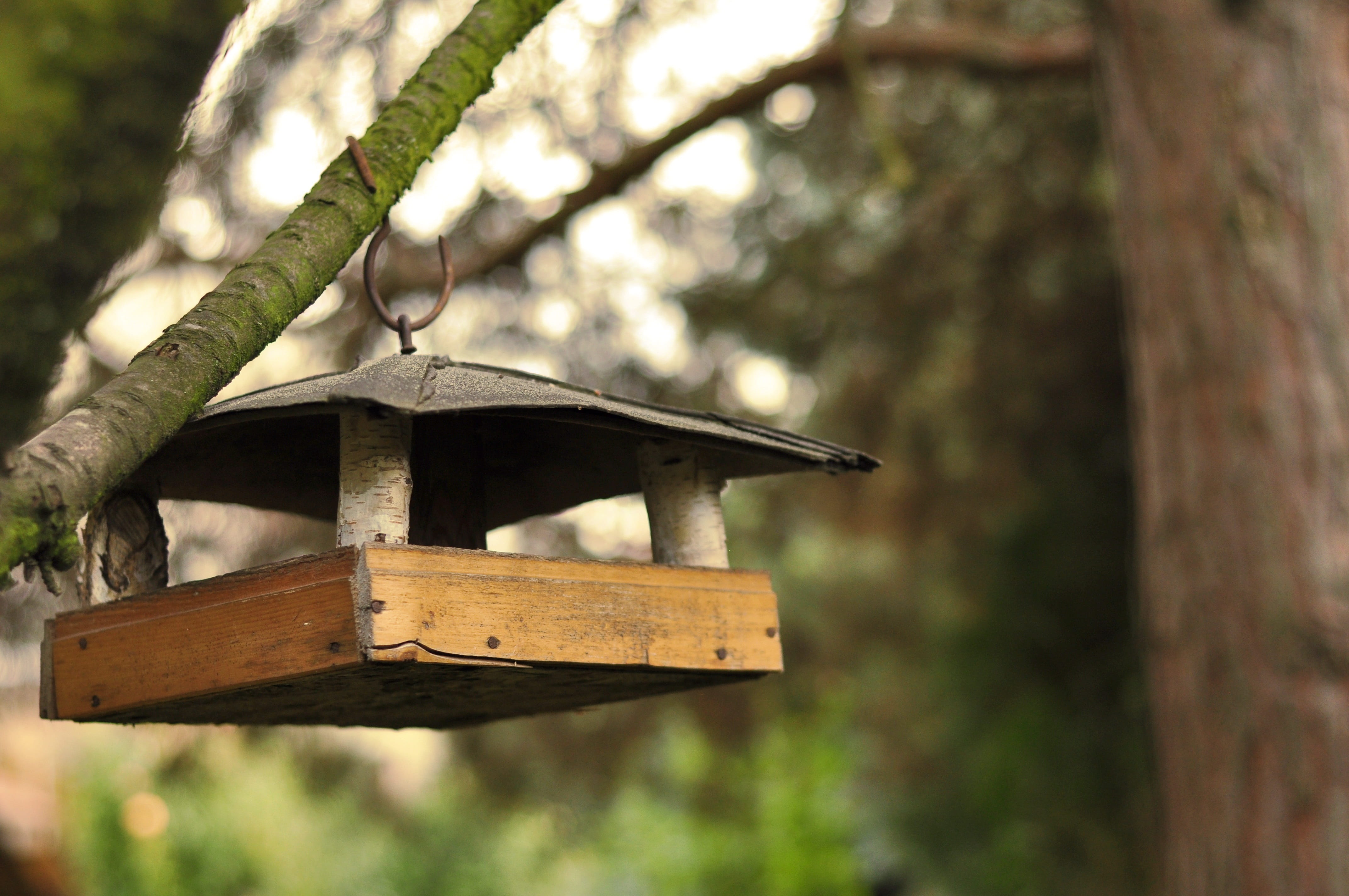 winter, outdoors, focus on foreground, trunk, bird, growth, birdhouse, Feeding, wood - material, plant, 4K, close-up, tree, animal themes, low angle view, HD Wallpaper