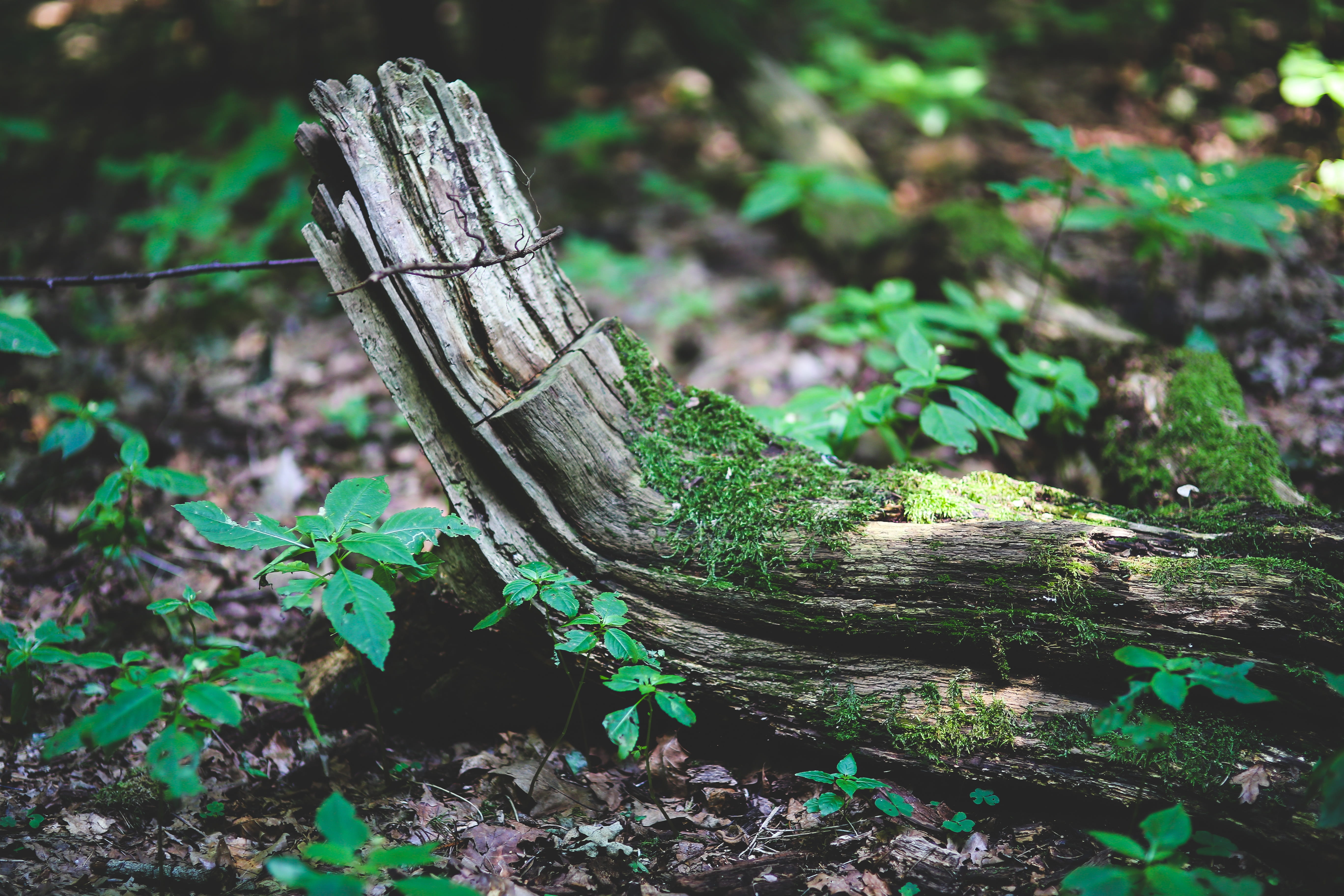 nature, outdoors, dead plant, bough, forest, leaf, wood - material, focus on foreground, tranquility, 5K, tree, no people, plant, old, close-up, green color, HD Wallpaper