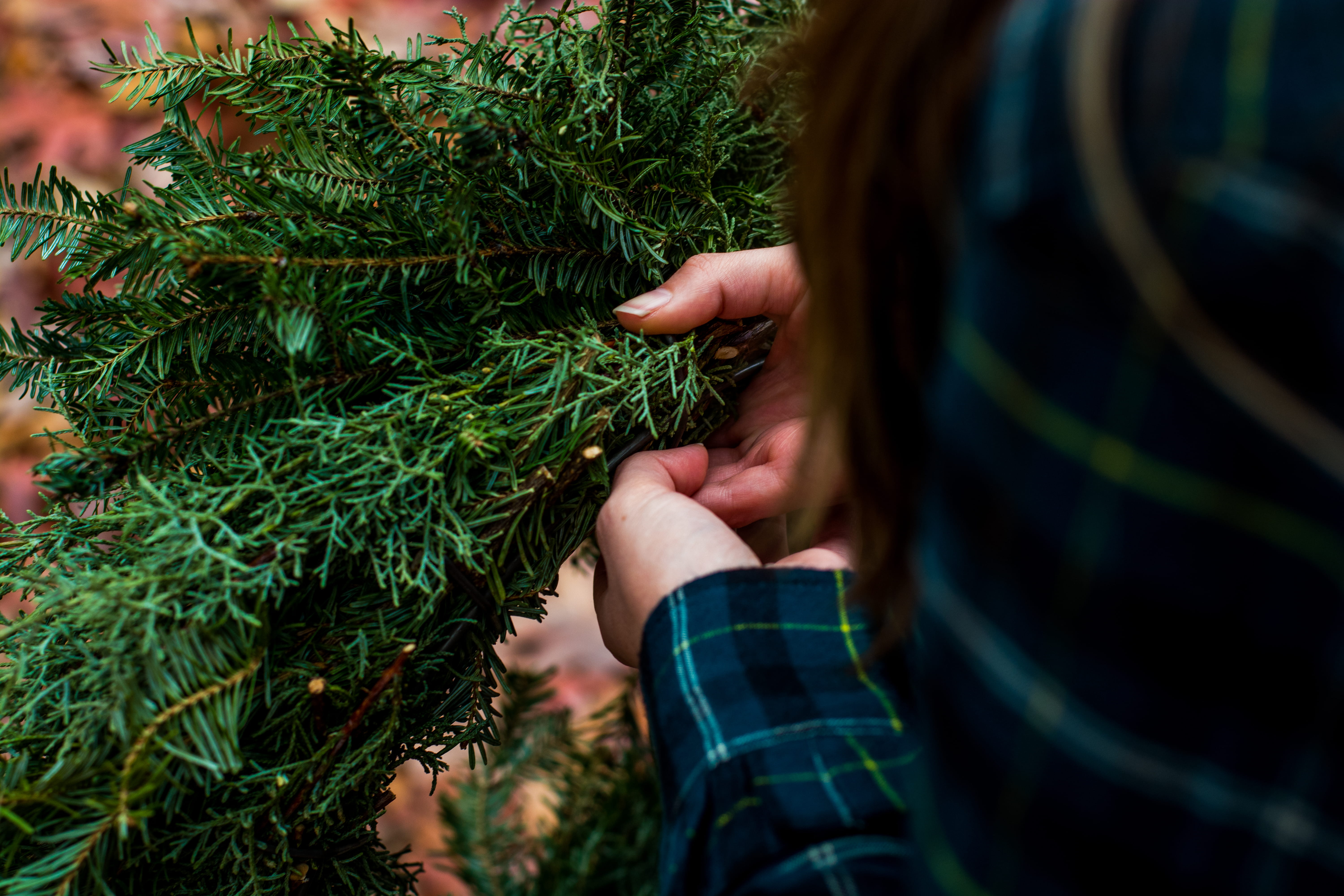 lifestyles, real people, two people, tree, pine tree, outdoors, nature, leaves, bough, hold, food, photo, close-up, pine, focus, people, green color, happiness, HD Wallpaper