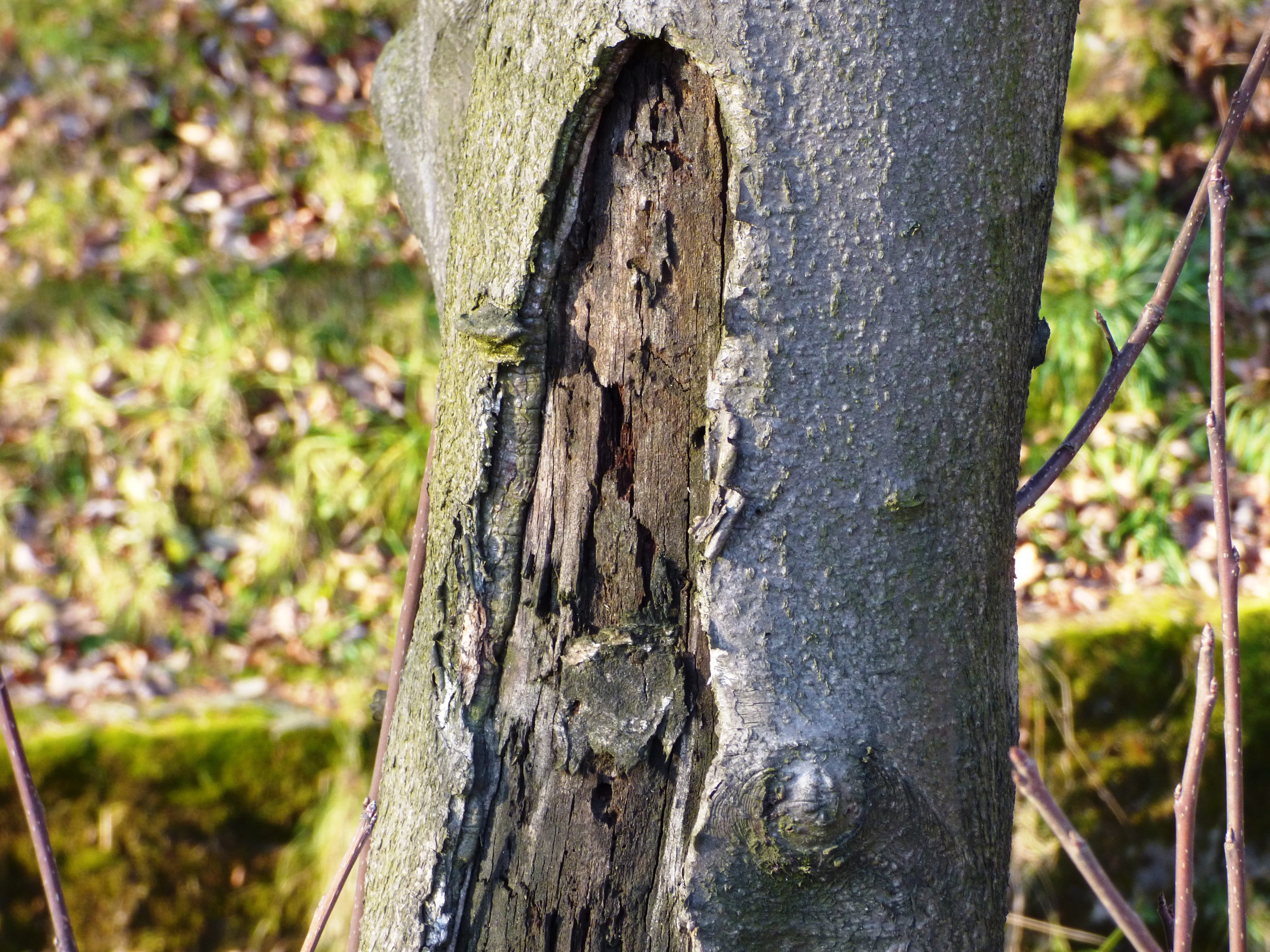 land, texture, sharpness, tree trunk, the structure of the, wood - material, outdoors, 4K, nature, close-up, bark, forest, rough, konar, tree, trunk, wood, HD Wallpaper