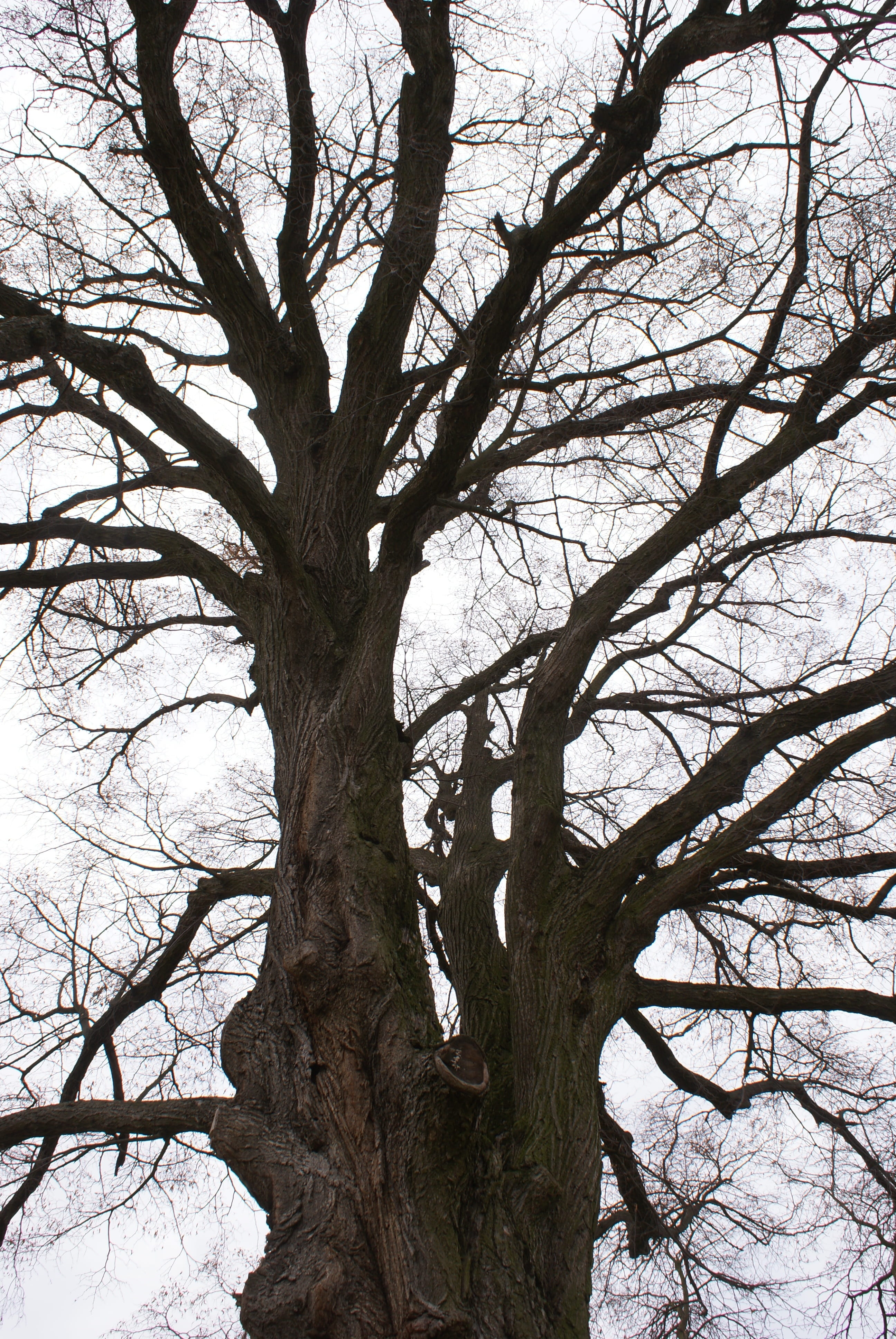 bough, day, scenics - nature, branch, winter, tree trunk, growth, bare tree, low angle view, tree, beauty in nature, sky, old, 4K, dead plant, branches, Phone HD Wallpaper