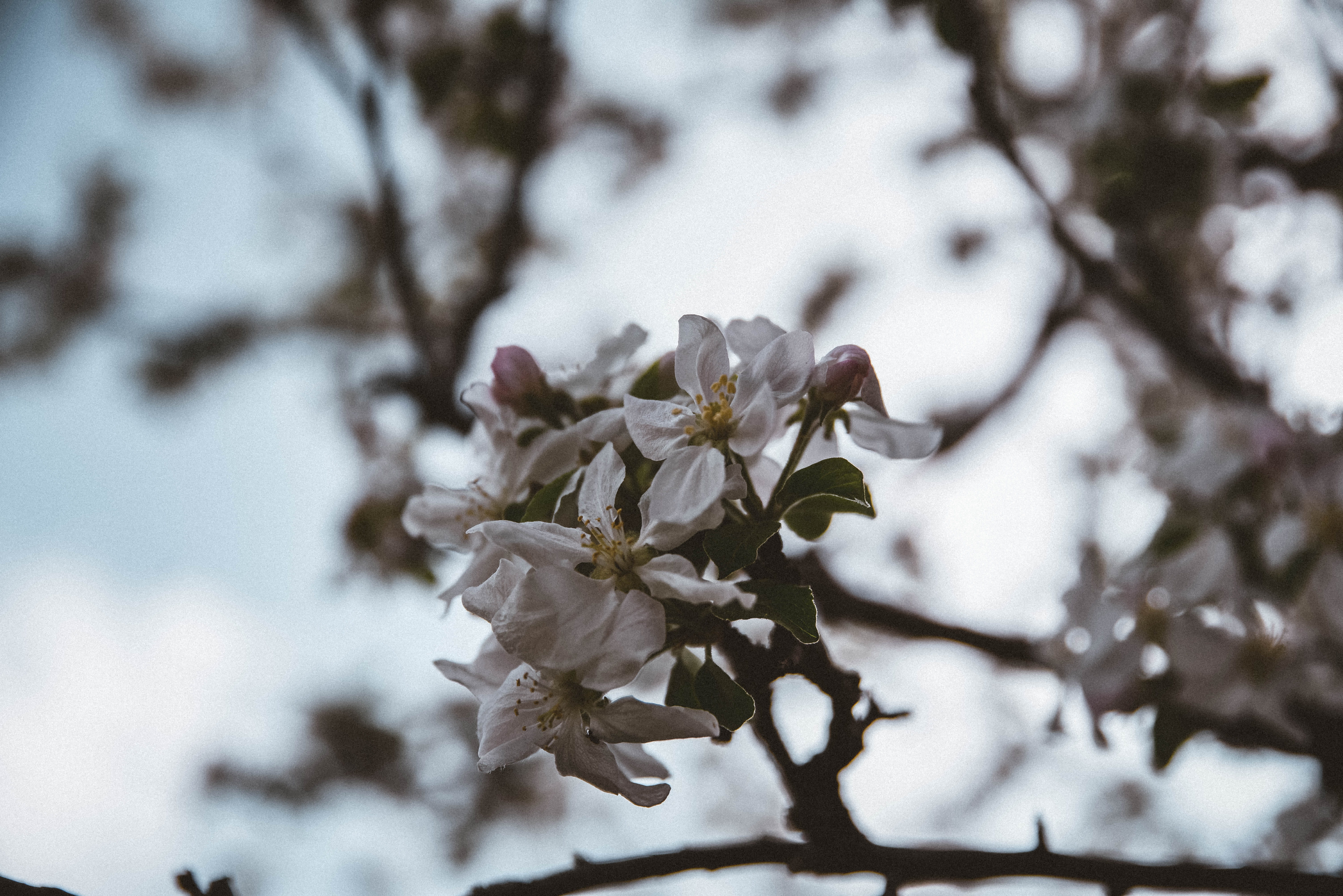 hot, growth, twig, cherry tree, 4k, springtime, nikon, nature, warm, flowers, plant, day, freshness, outdoors, hd, focus on foreground, HD Wallpaper