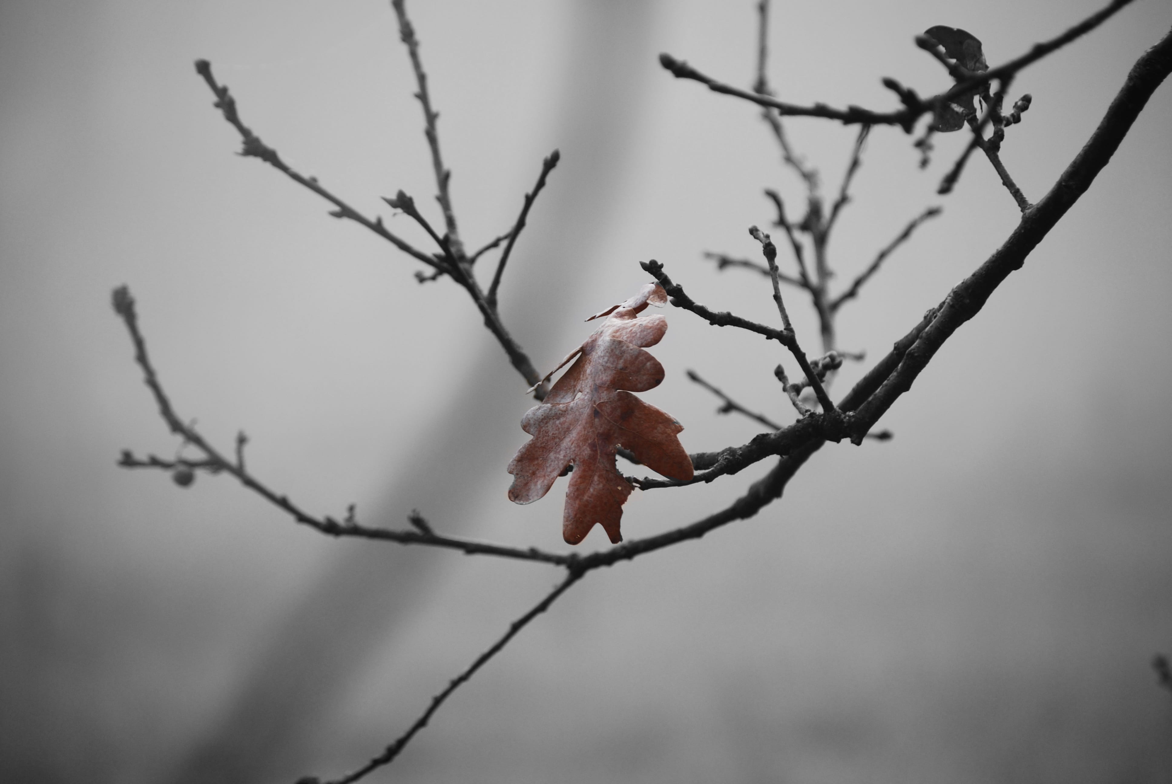 bud, 4K, flowering plant, vulnerability, focus on foreground, bough, twig, dry, oak, plant, no people, bare tree, brown, flower, privacy, winter, selective focus, HD Wallpaper
