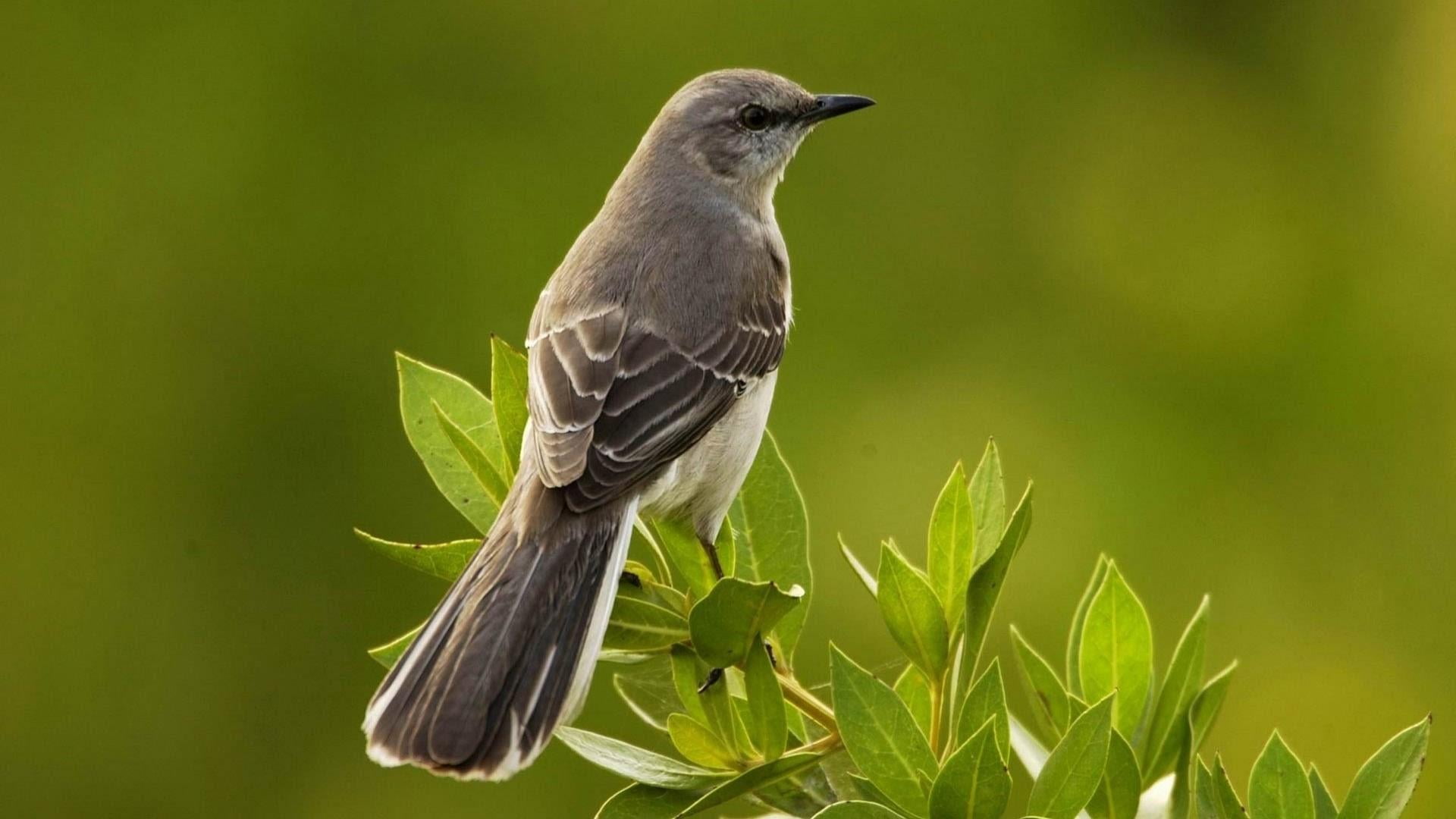 plant, outdoors, no people, one animal, nature, animal themes, growth, beauty in nature, focus on foreground, perching, bird, animals in the wild, plant part, HD Wallpaper