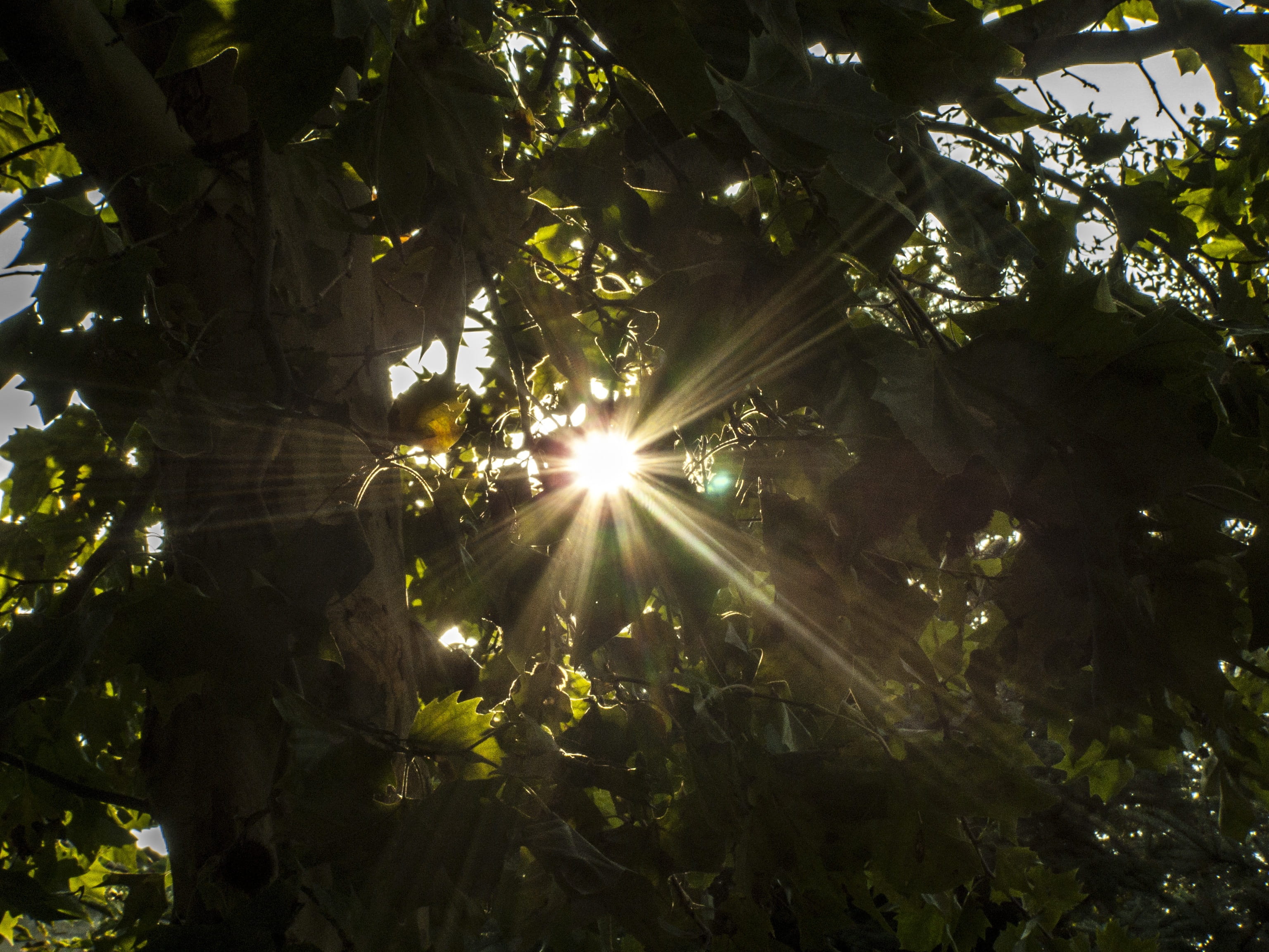 sunbeam, sunny, branch, bright, low angle view, sunlight, wood, day, solar flare, growth, plant, 2K, bough, shiny, leaves, land, streaming, sky, no people, HD Wallpaper