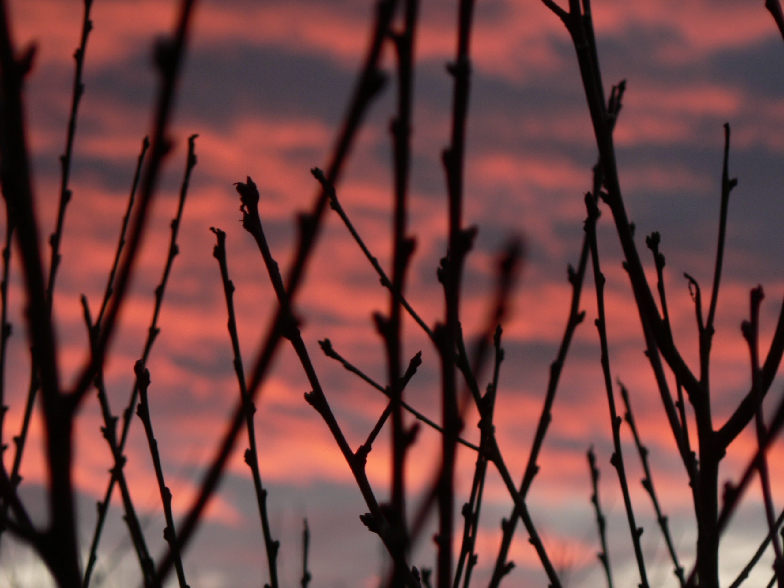 sunset, bough, focus on foreground, stalk, no people, tranquility, orange color, tranquil scene, plant, silhouette, background, mood, twig, cloud - sky, HD Wallpaper