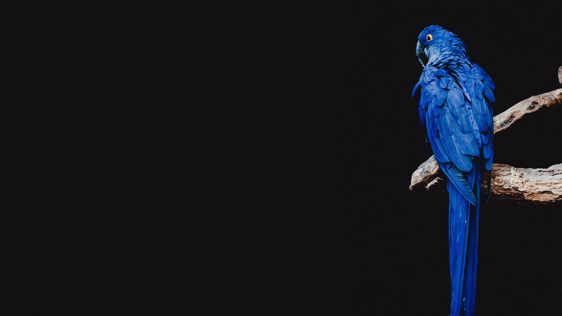 blue, macaws, animals, minimalism, 1080P, branch, birds, HD Wallpaper