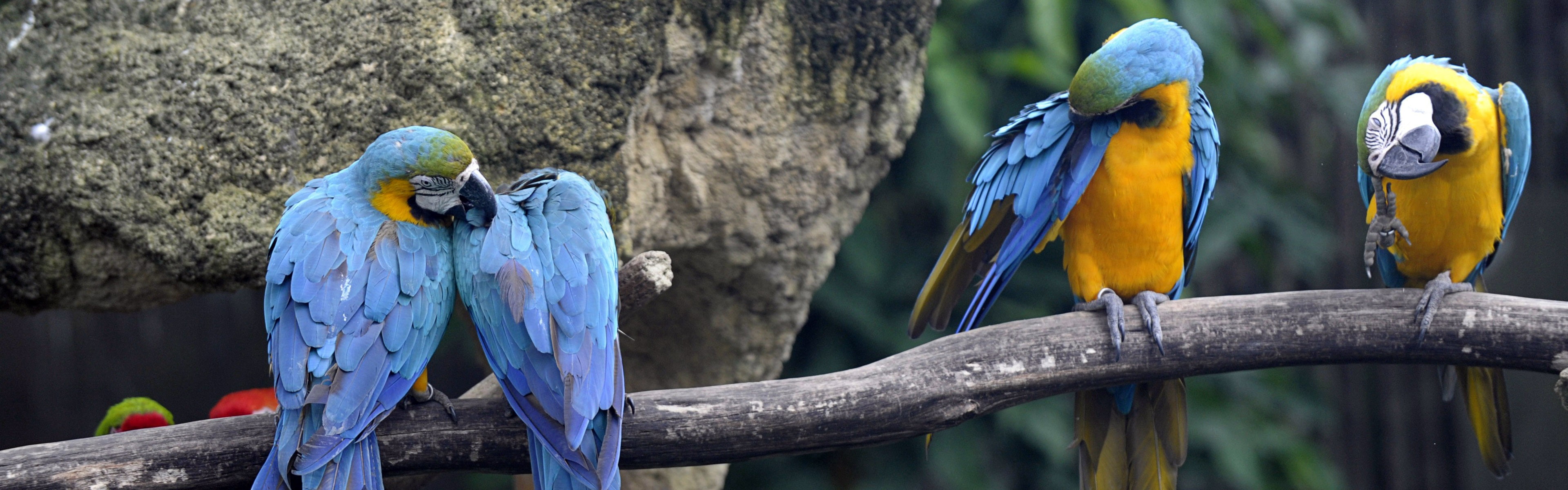 nature, animals, wildlife, 4K, macaws, birds, HD Wallpaper
