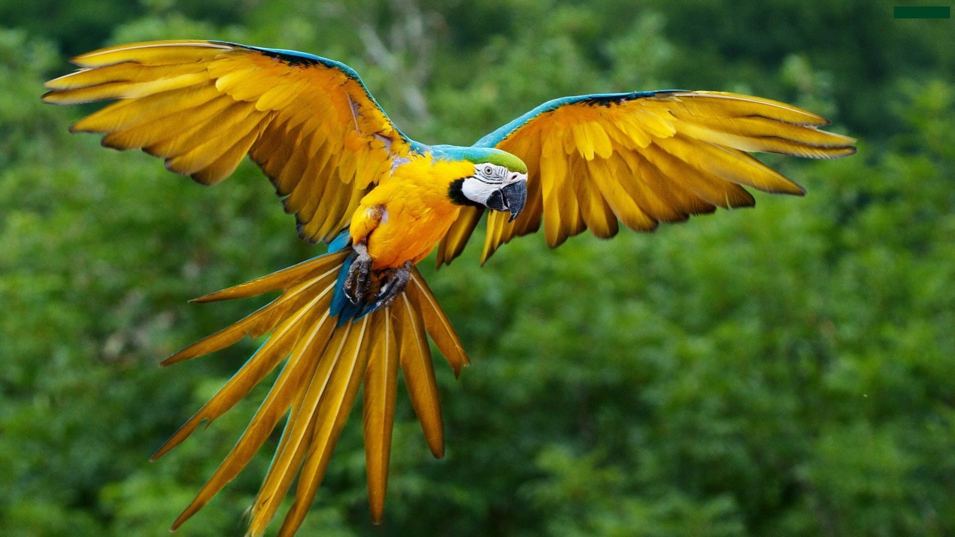 macaws, parrot, 1080P, birds, animals, HD Wallpaper
