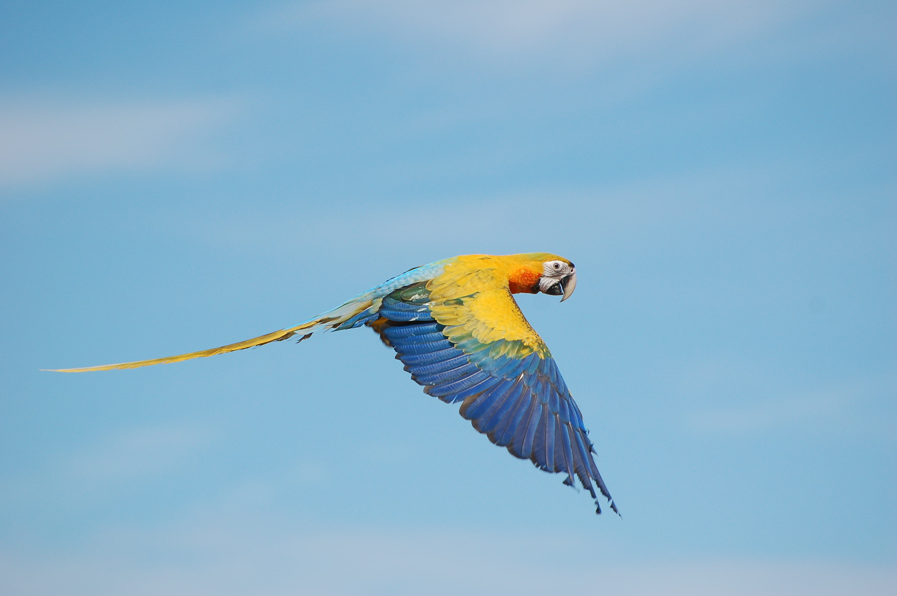 True macaws, Flying bird, 2K, HD Wallpaper