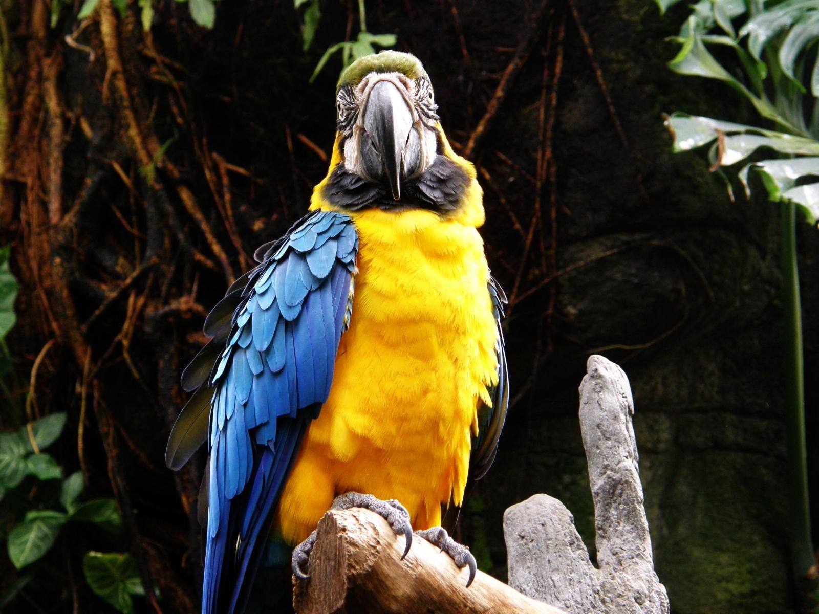 parrot, 720P, animals, macaws, birds, HD Wallpaper