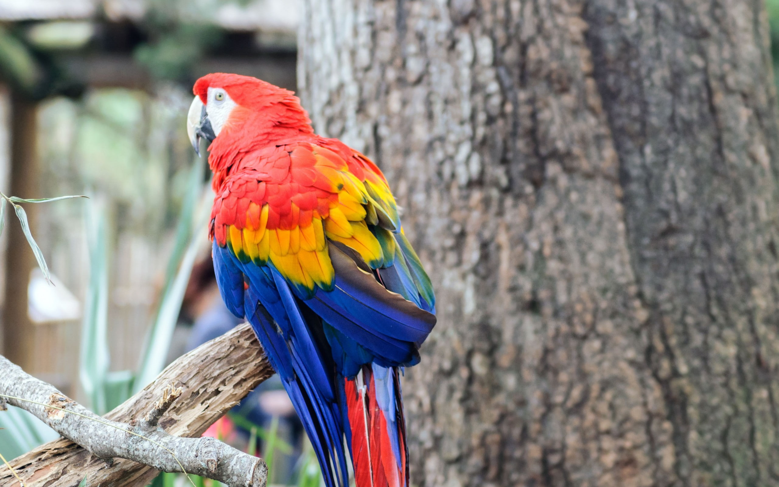 2K, parrot, macaws, animals, birds, HD Wallpaper