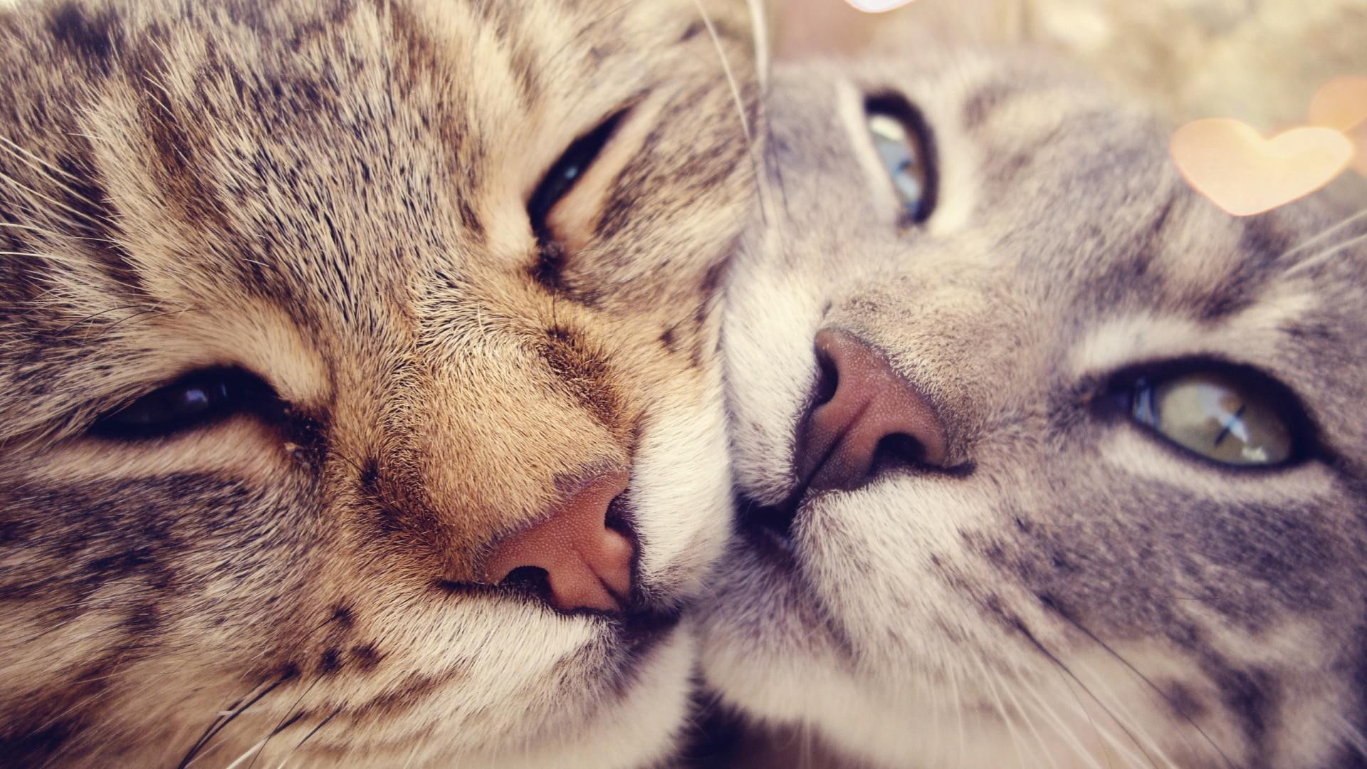 whiskers, husband, 1080P, heart, nose, cat, loving, eyes, HD Wallpaper