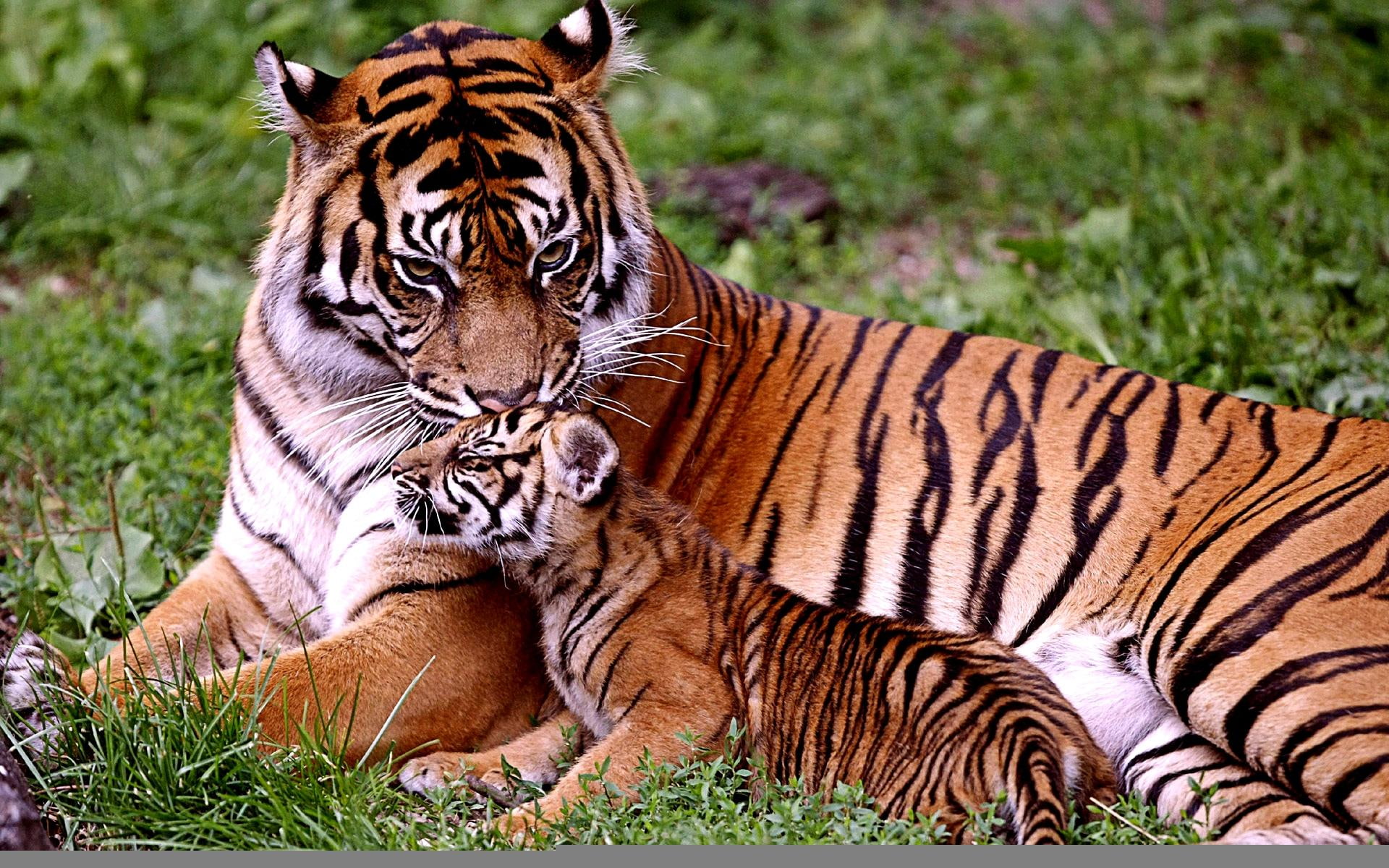 care, 1080P, moment, tiger, cub, precious, bengal, love, animals, tender, passionate, HD Wallpaper