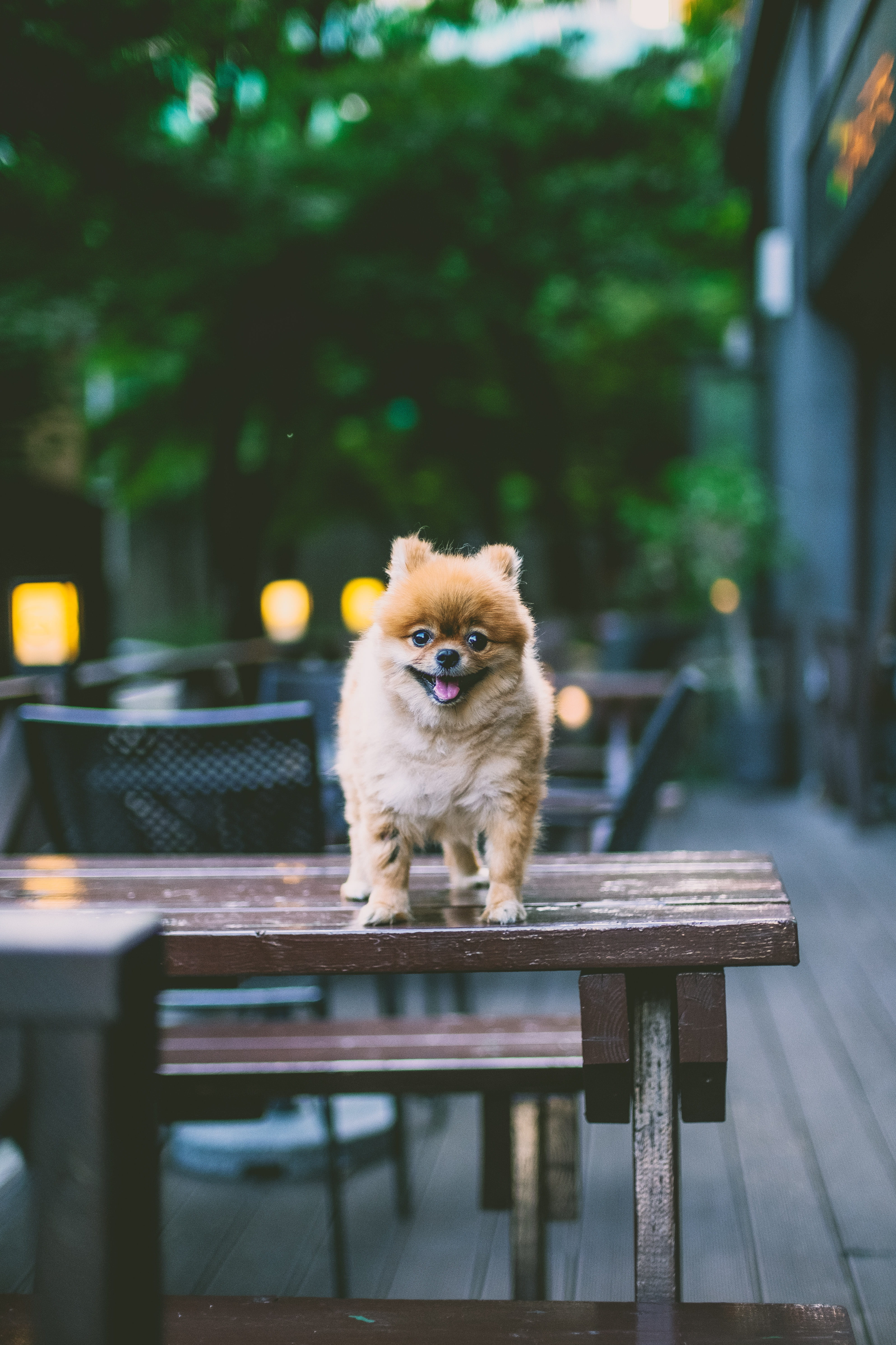 outdoors, animal Hair, young Animal, restaurant window, cute, smiling, coffee, domestic Animals, bokeh, purebred Dog, sitting, no People, pomeranian, cafe, Phone HD Wallpaper