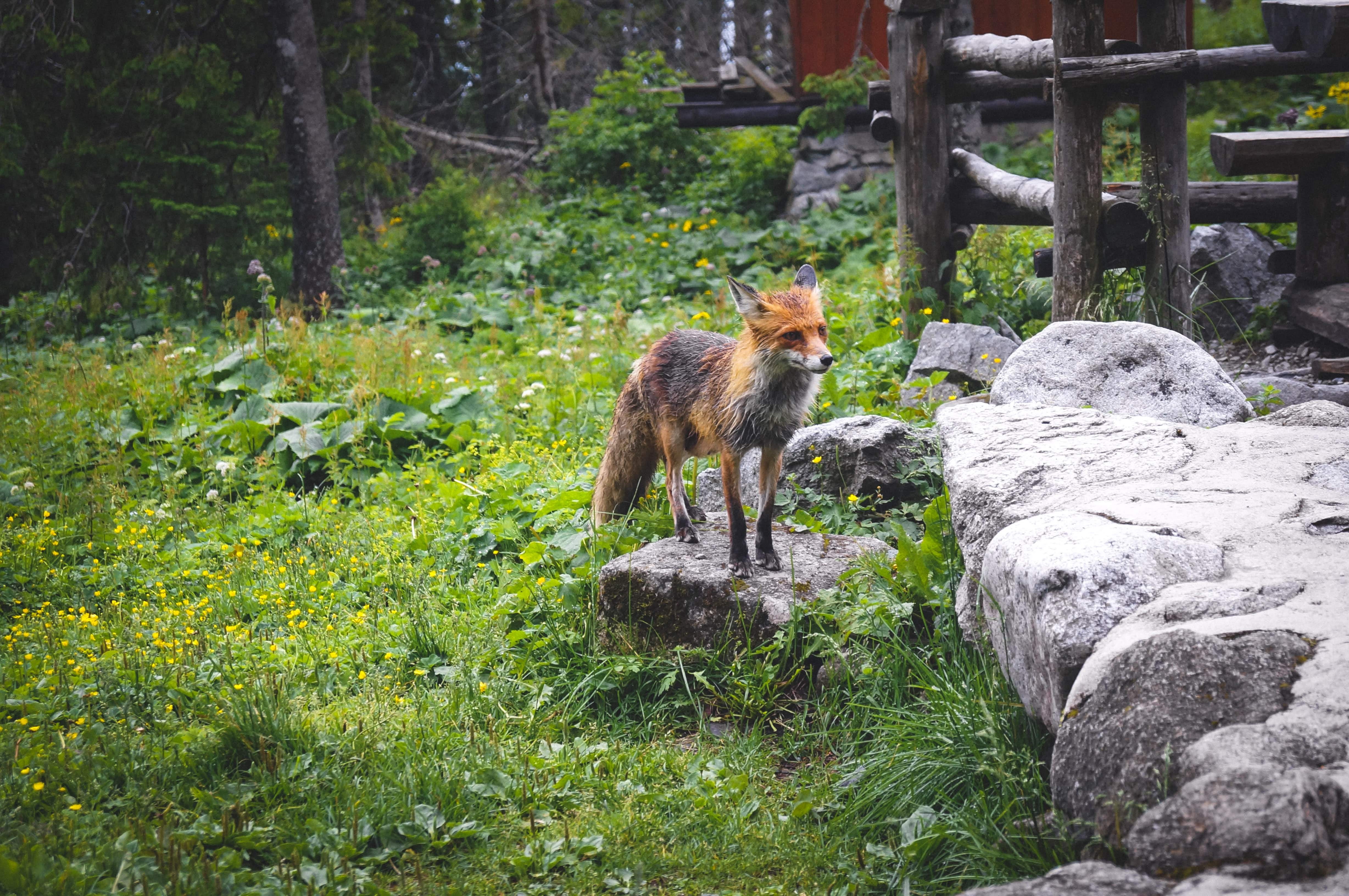 fox, rock, no people, green color, animal wildlife, rock - object, standing, 4K, nature, animal themes, animal, vertebrate, predator, growth, outdoors, HD Wallpaper