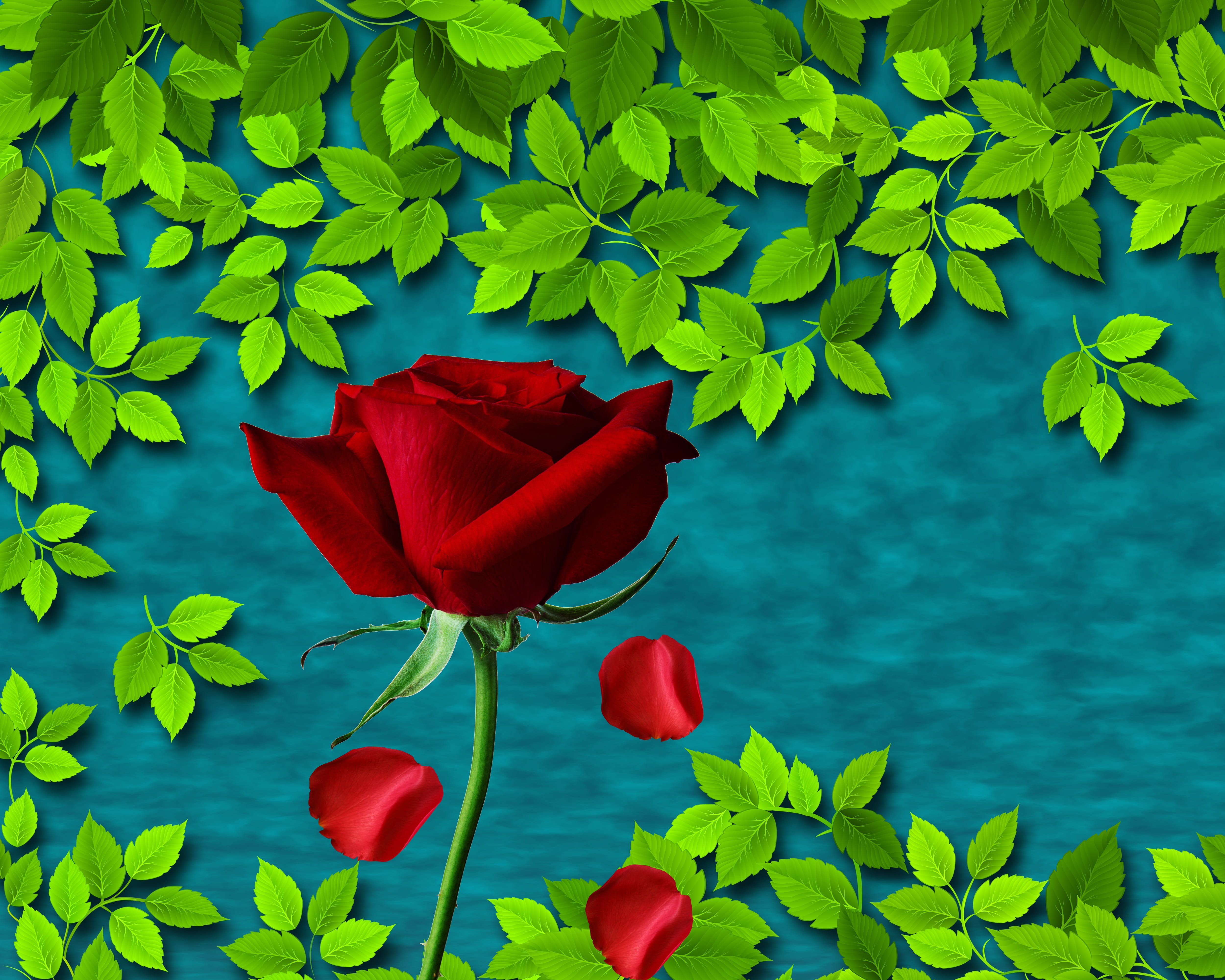 flower head, inflorescence, positive emotion, freshness, red rose, love, growth, nature, vulnerability, close-up, dedicated, leaf, 4K, green color, fragility, HD Wallpaper