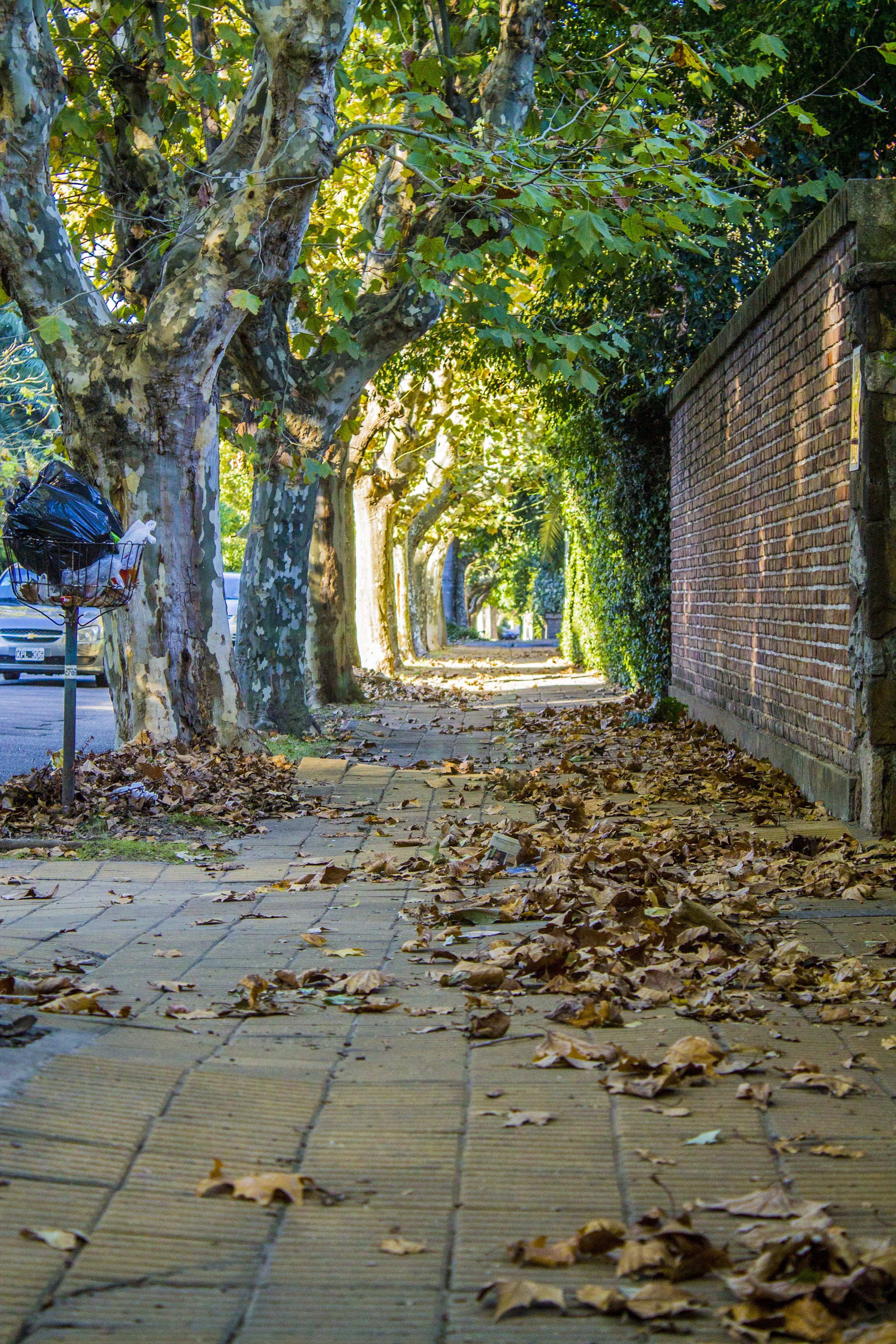 afternoon, street, plant part, walk, light, empty, path, nature, autumn, footpath, leaves, architecture, 4K, building, buenos aires, the way forward, outdoors, Phone HD Wallpaper
