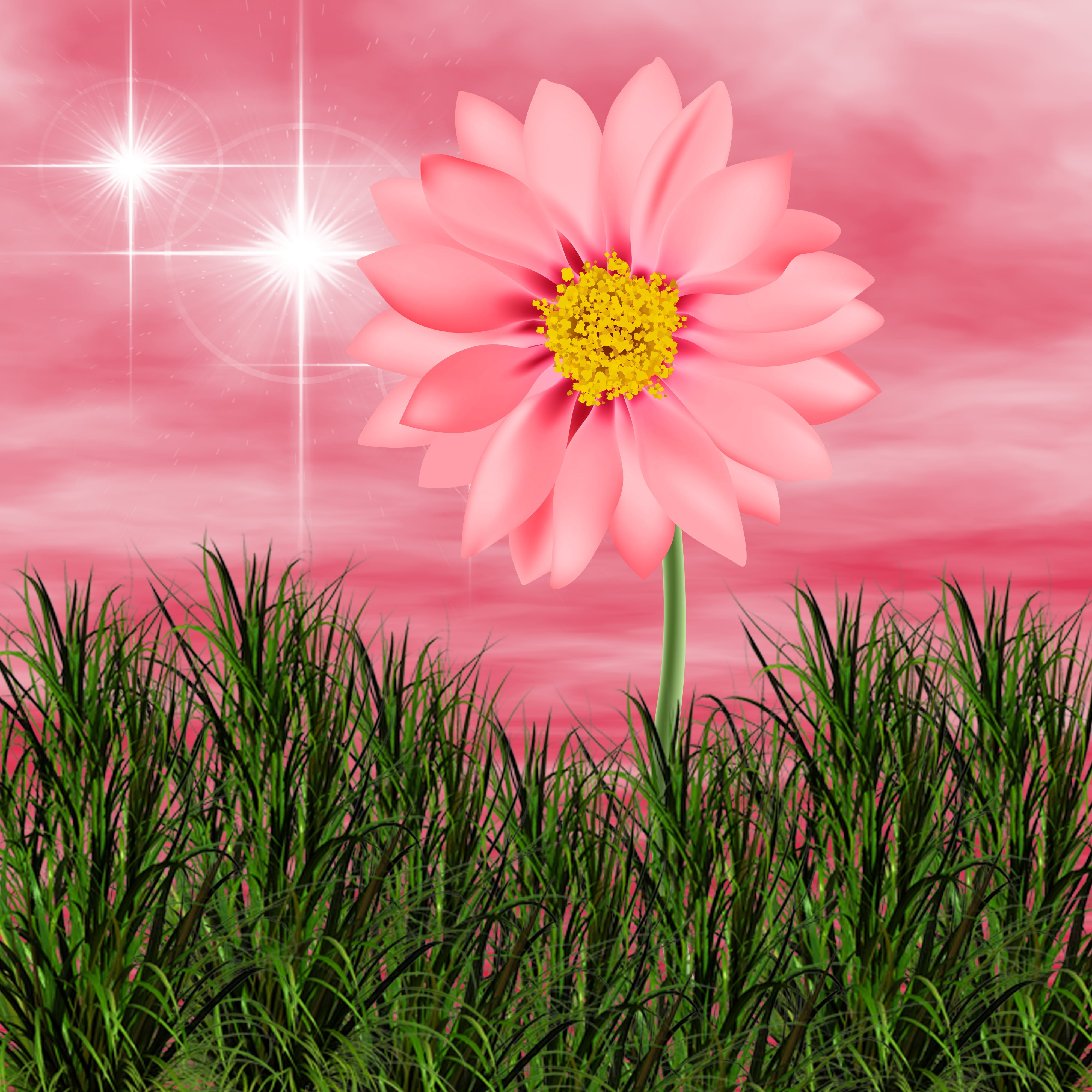 beauty in nature, summer, freshness, vulnerability, flower, 4K, close-up, pink color, fragility, pink background, flowering plant, no people, nature, petal, Phone HD Wallpaper