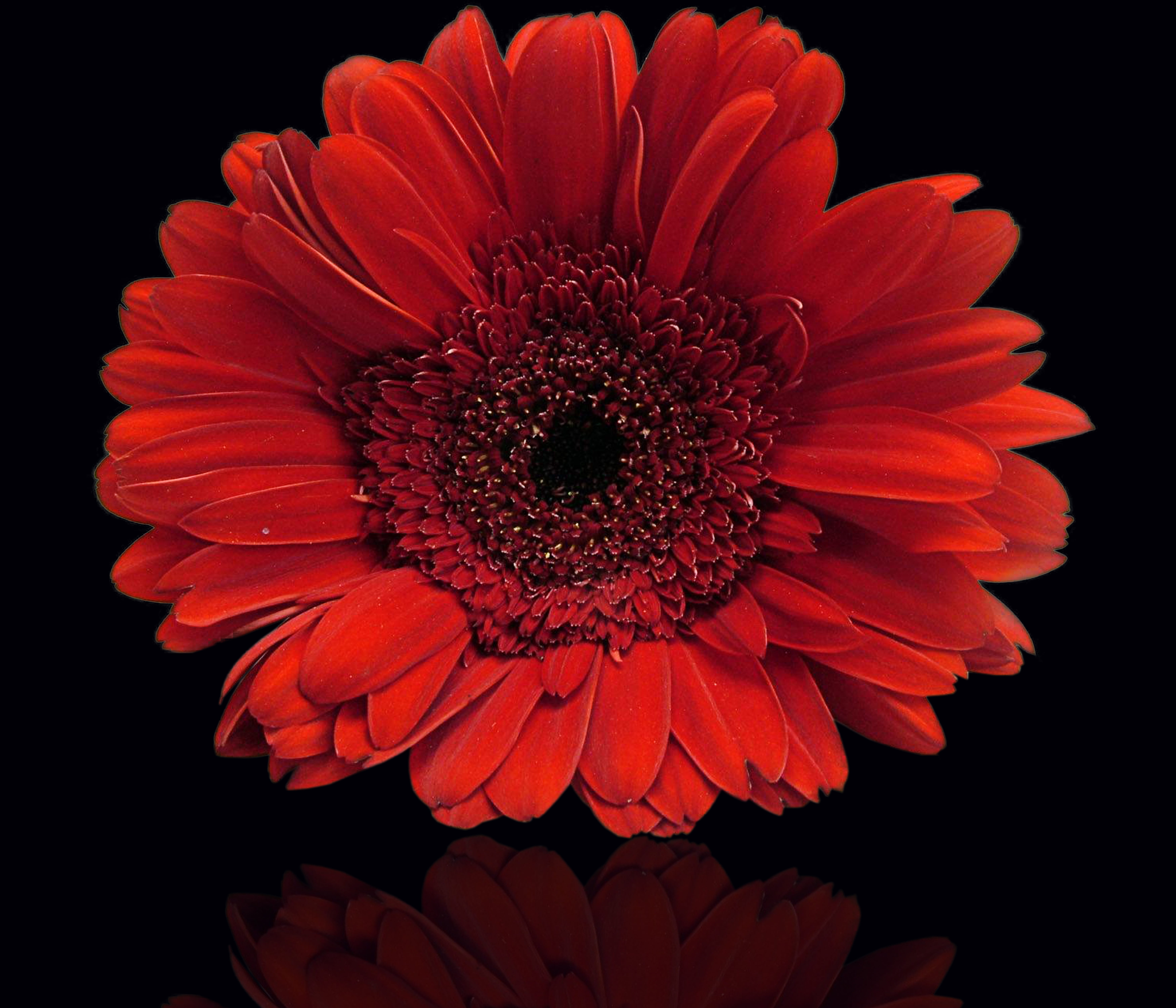 romantico, plant, gerbera daisy, growth, petal, fragility, flowers, flowering plant, indoors, studio shot, red flower, no people, inflorescence, 5K, freshness, HD Wallpaper