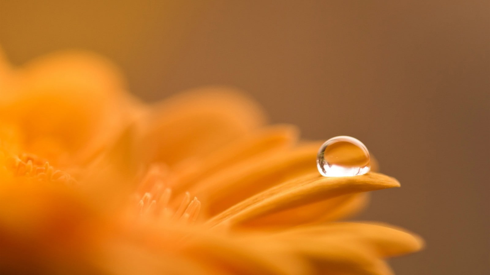 cut out, orange, ring, selective focus, water drops, orange color, indoors, luxury, softness, copy space, gold colored, jewelry, colored background, yellow, HD Wallpaper