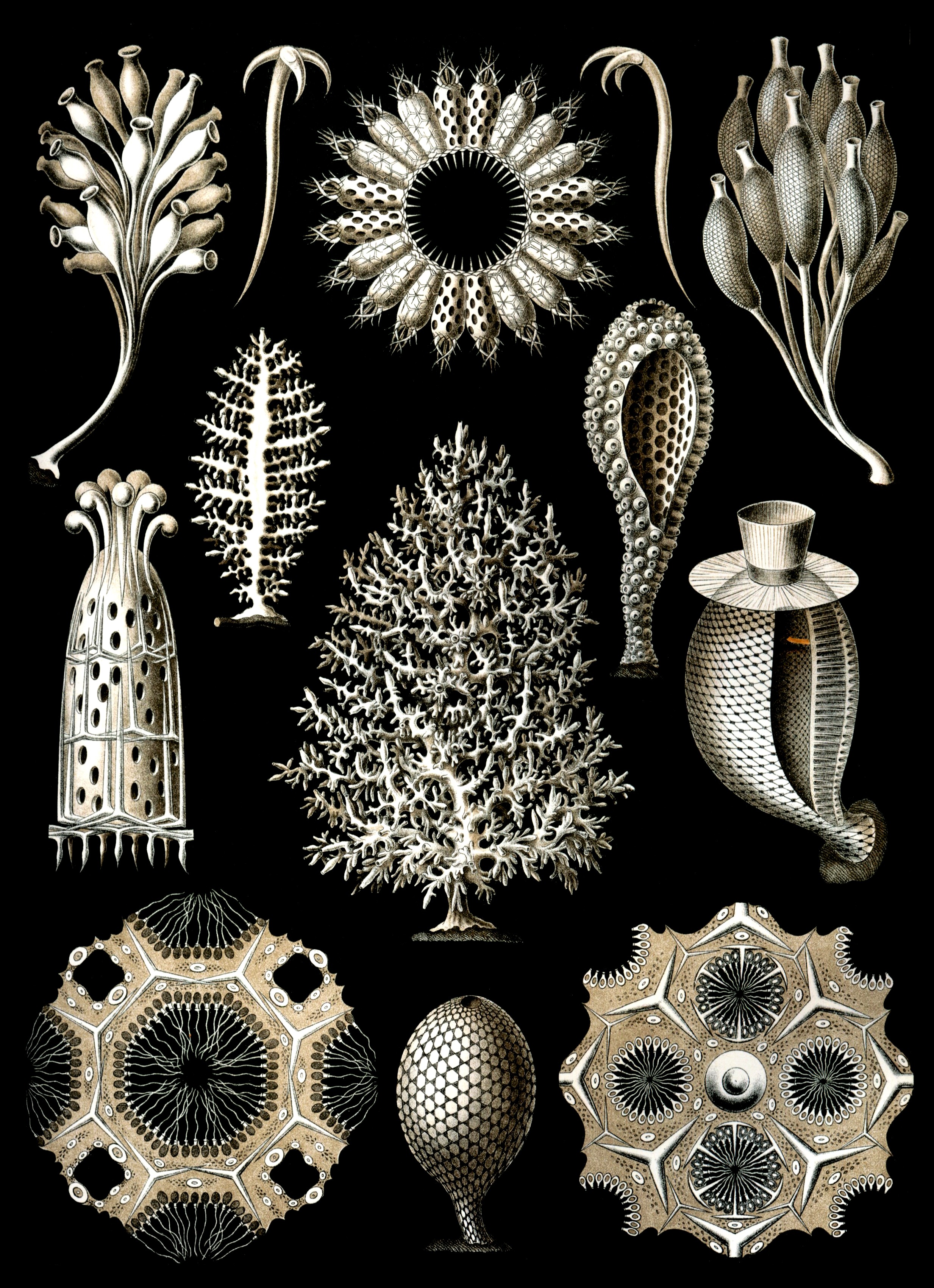 indoors, steel, craft, pattern, plant, sponges, still life, no people, large group of objects, sea sponge, creativity, flower, marine life, metazoa, close-up, Phone HD Wallpaper