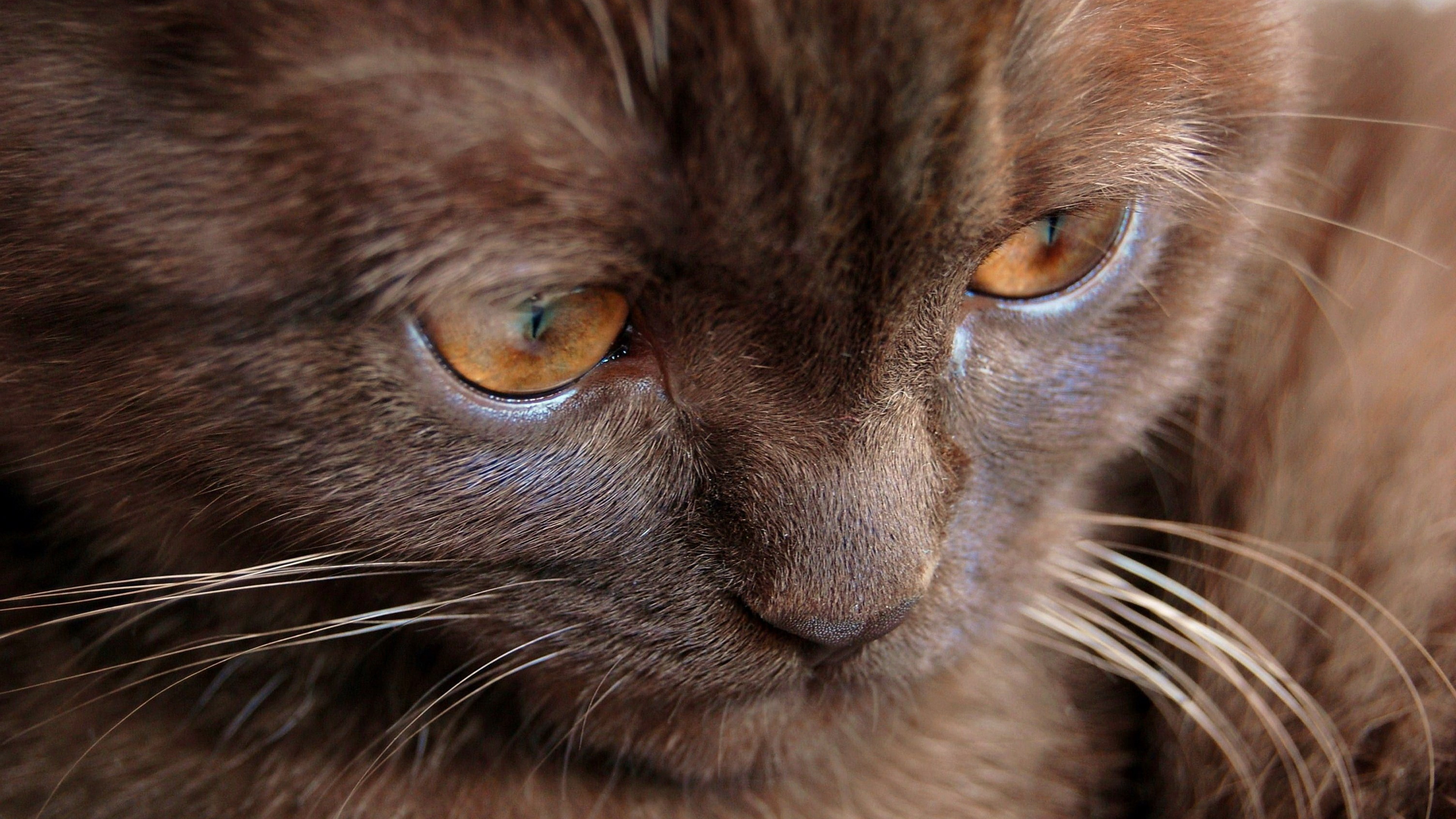 domestic animals, whisker, brown eyed cat picture, animal eye, animal, animal themes, vertebrate, 4K, animal body part, nature, animal head, no people, HD Wallpaper