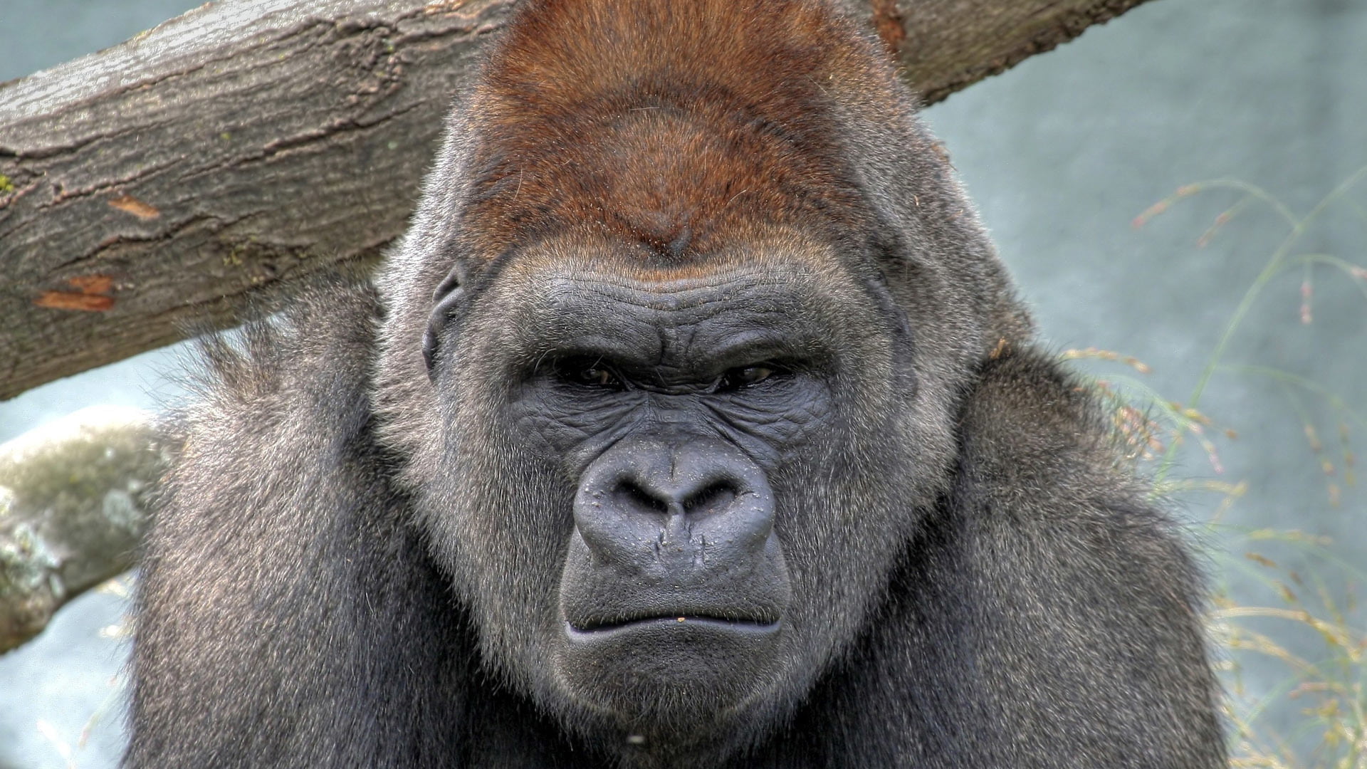 one animal, Gorilla, animal head, mammal, no people, vertebrate, animal nose, focus on foreground, looking at camera, animal wildlife, portrait, ape, animals in the wild, HD Wallpaper