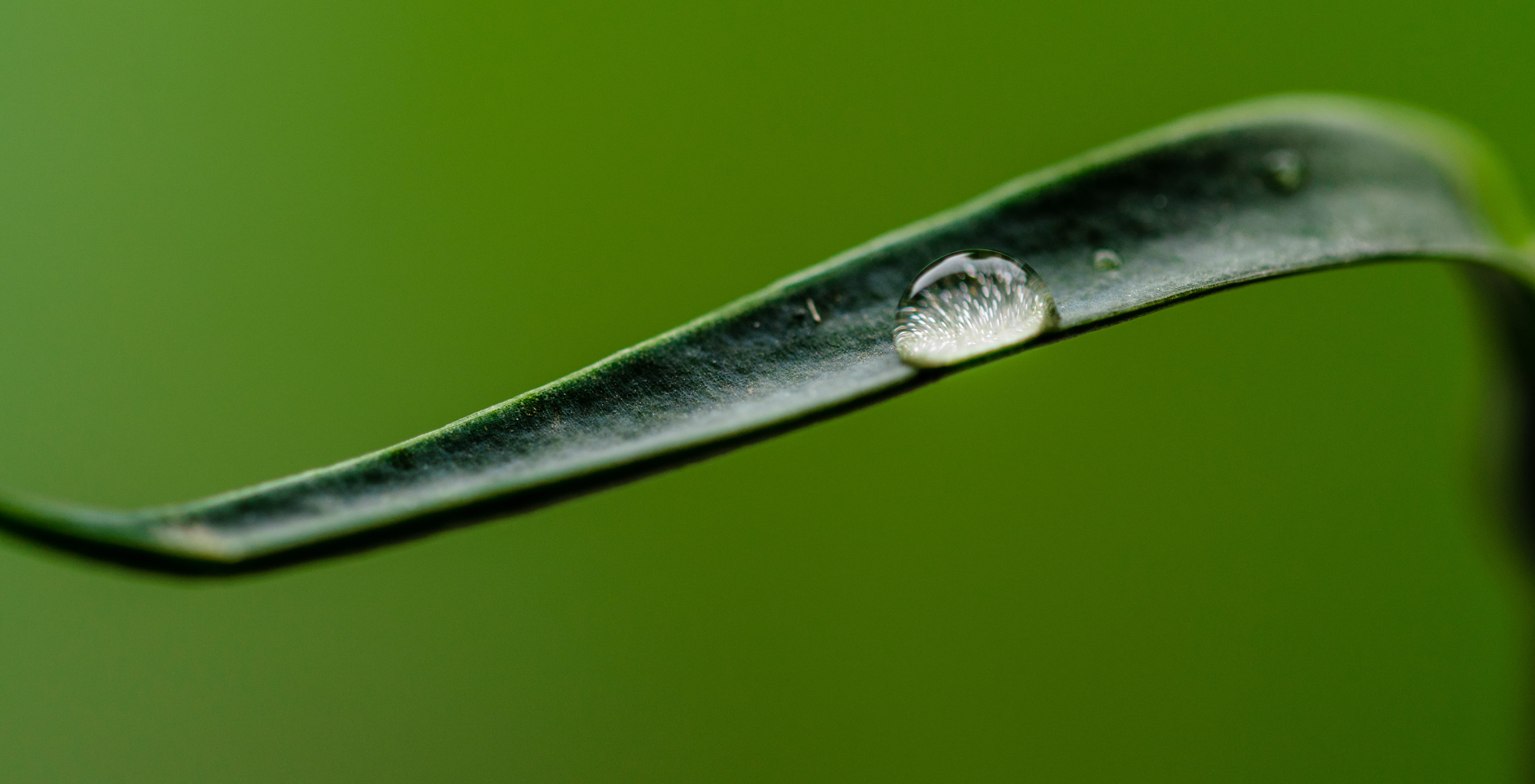 droplet, studio shot, pearl, clear, dew, plant part, grass, green background, macro, water, plant, 4K, strict, no people, leaf, fresh, at the edge of, HD Wallpaper