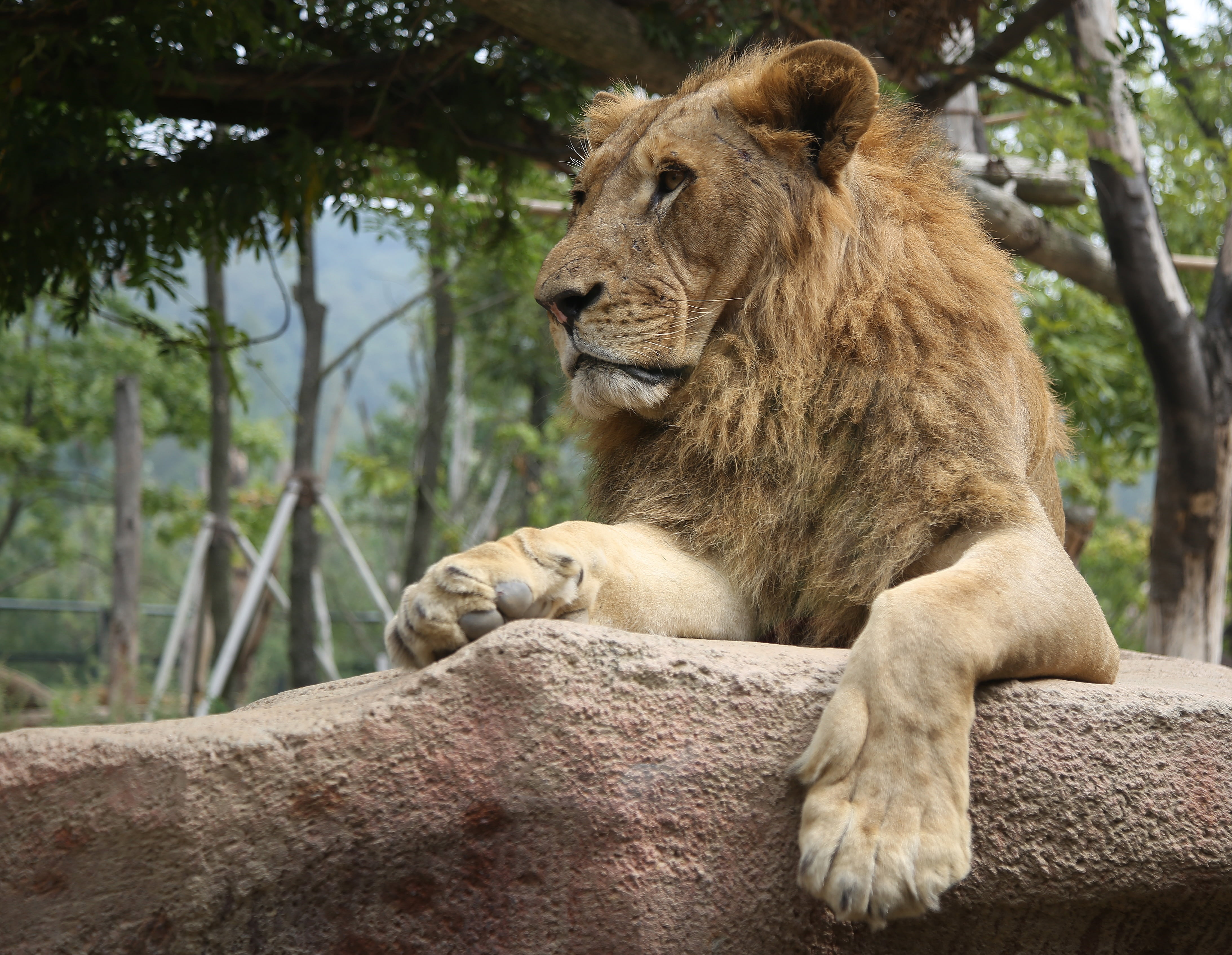 focus on foreground, relaxation, the front foot, safari, lioness, africa, carnivore, undomesticated Cat, animal themes, dignity, mammal, day, animal wildlife, HD Wallpaper
