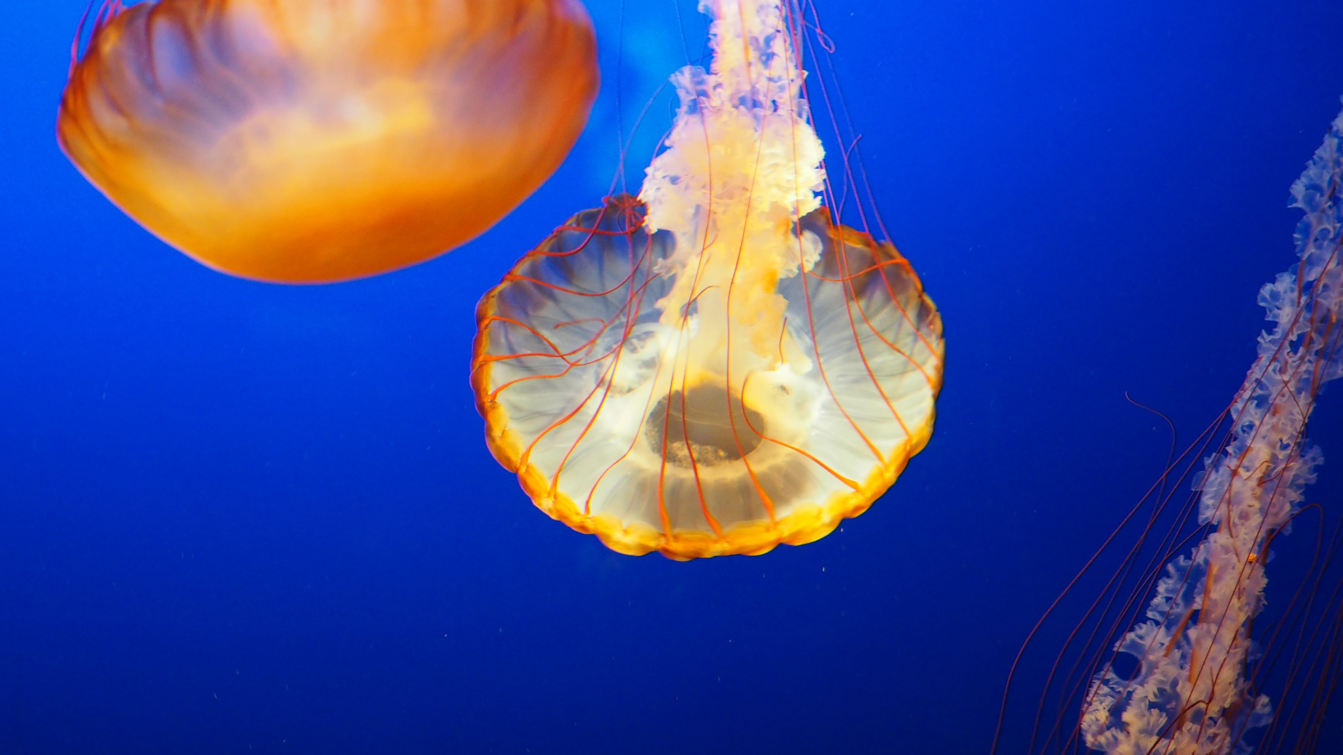 jellyfish, floating, one animal, tentacles, deep, blue background, undersea, jelly, clear, blue, jellyfishes, animal, underwater, outdoors, swim, ocean, HD Wallpaper