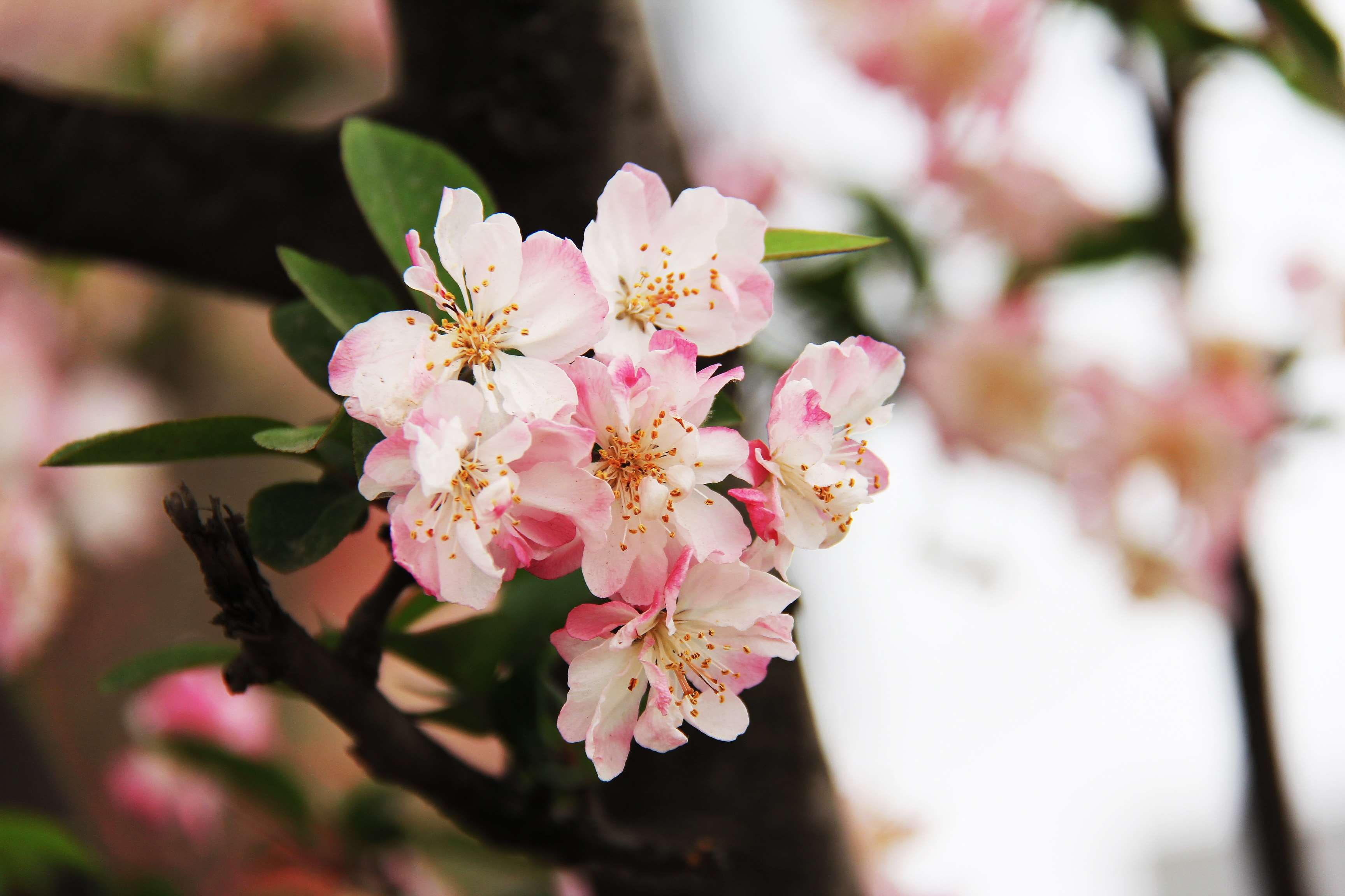 flower, nature, close-up, chengdu, cherry blossom, beautiful, vulnerability, springtime, no people, chinese, pink red, flower head, bunch of flowers, garden, HD Wallpaper