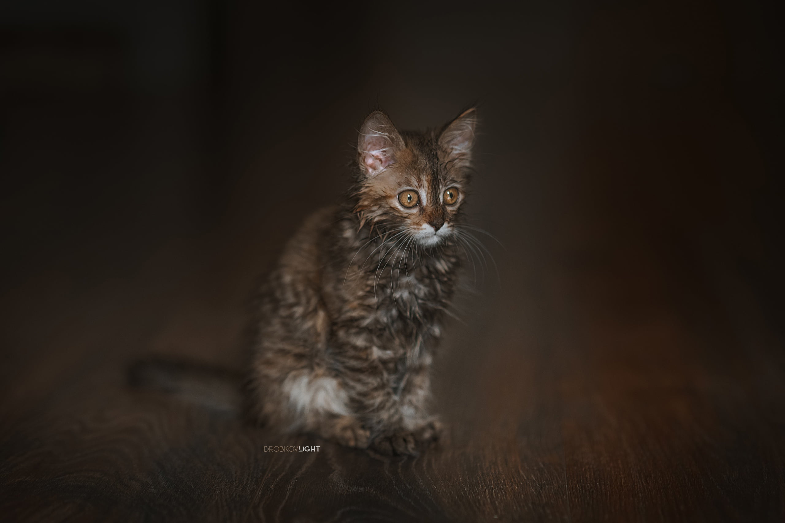 cat, kitty, background, 2K, Alexander Drobkov-Light, wet, HD Wallpaper