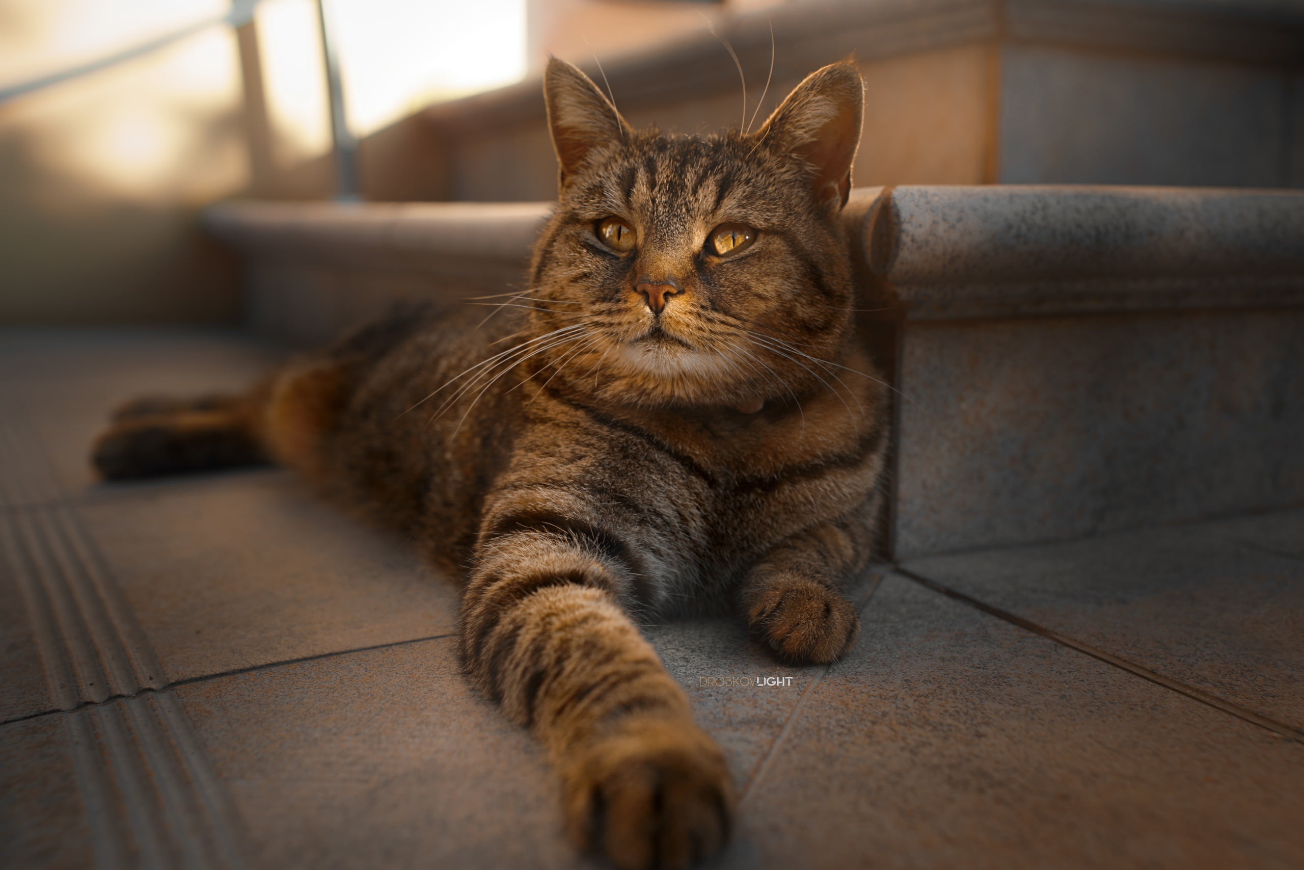 2K, Cat, paws, Alexander Drobkov-Light, look, HD Wallpaper