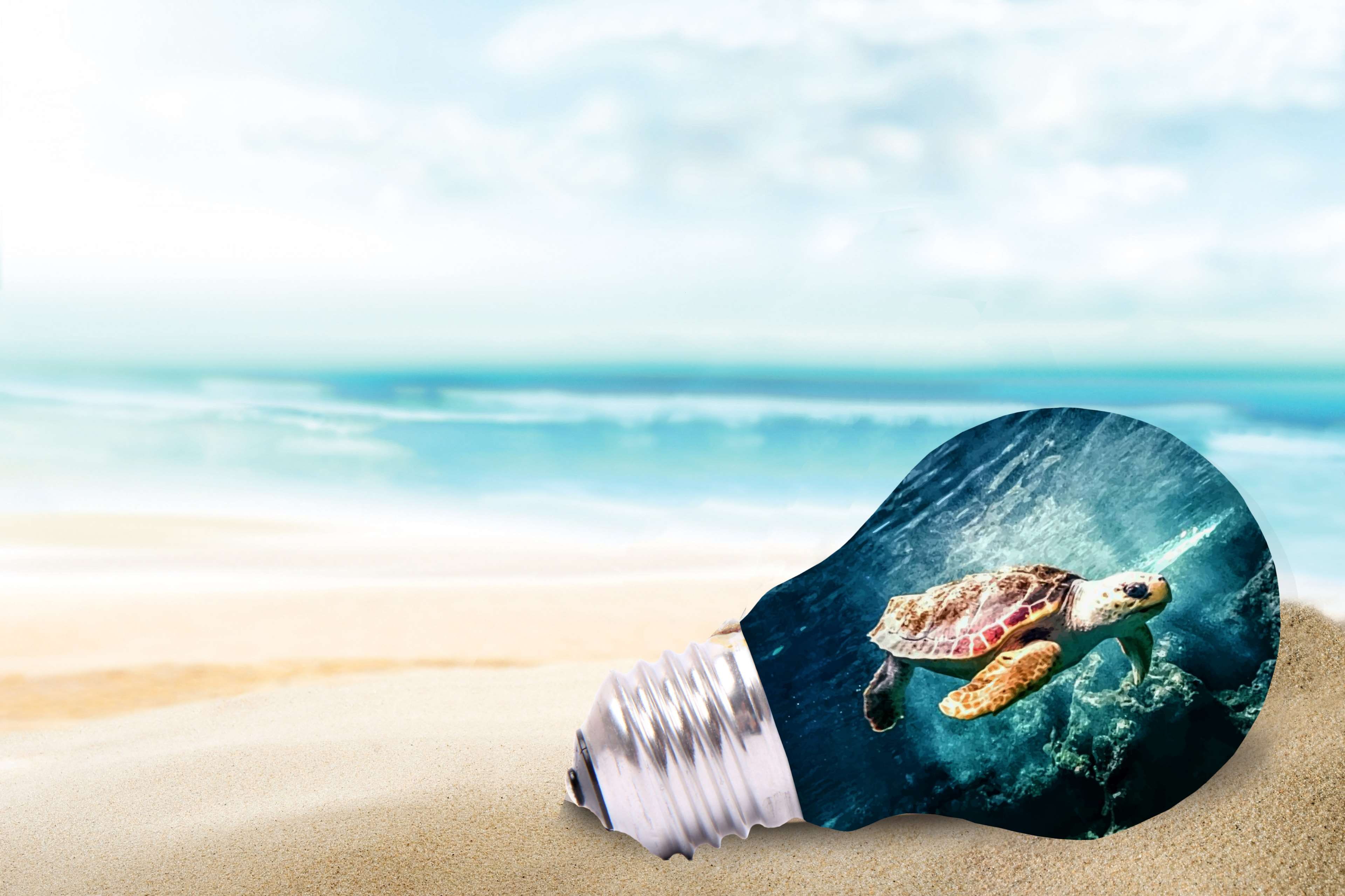 blue, nature, image, concept, tranquility, sea, outdoors, sea life, horizontal, conservation, sky, mashup, ocean, light bulb, sea turtle, horizon, beauty in nature, HD Wallpaper