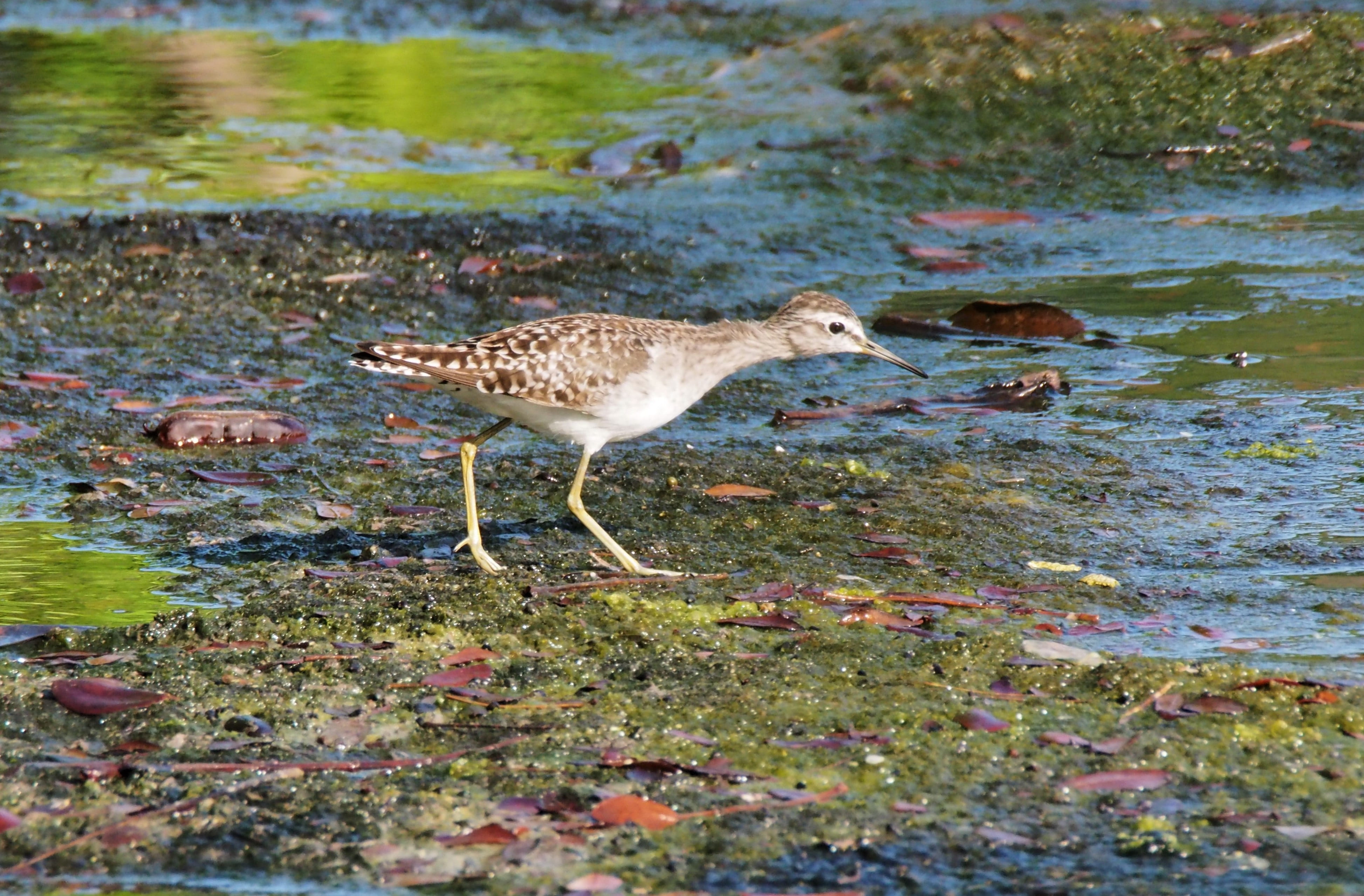 wildlife, nature, animal wildlife, full length, beautiful, animals in the wild, pectoral sandpiper, water, day, beach, wild, outdoors, seagull, lake, selective focus, HD Wallpaper