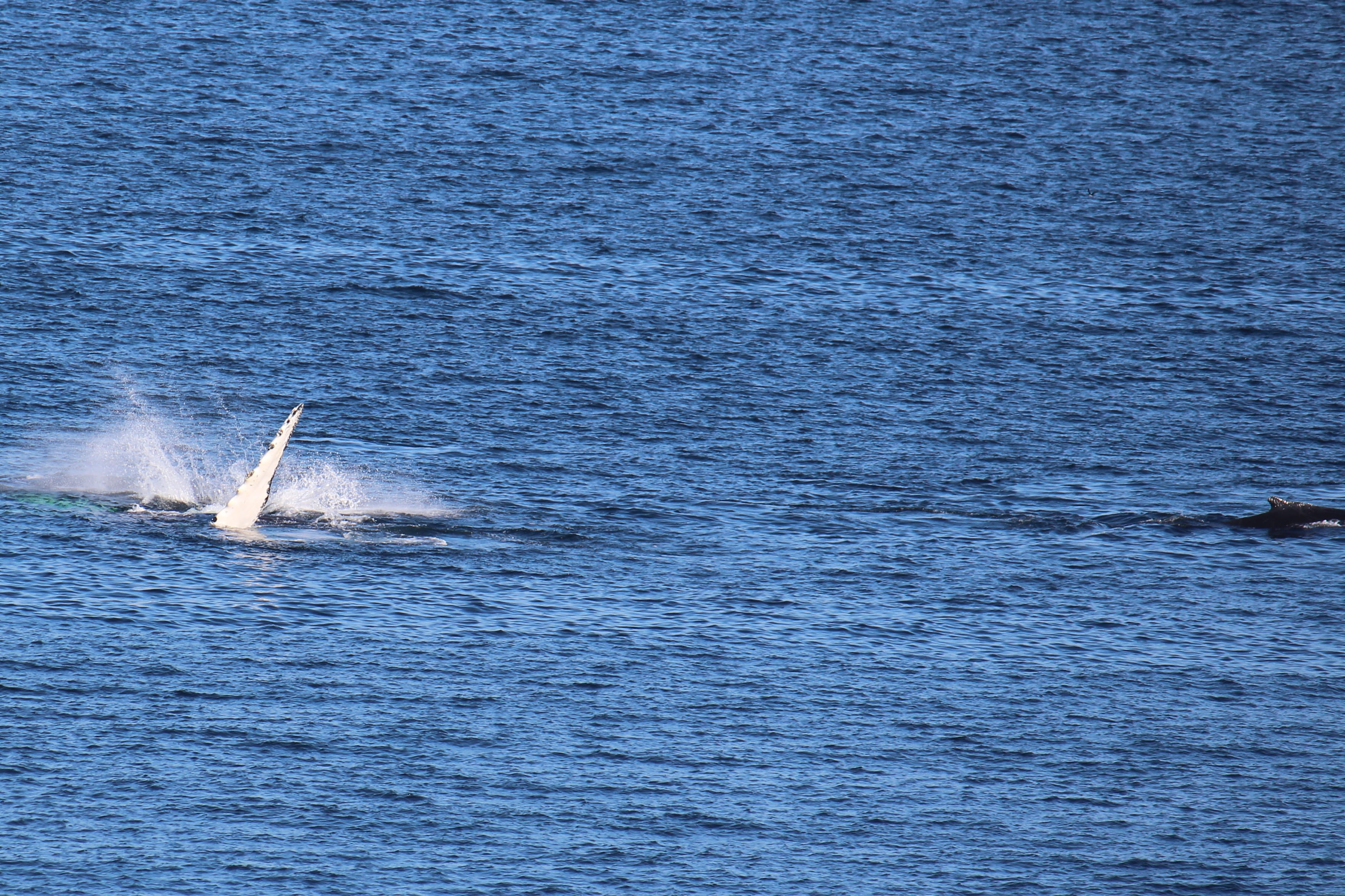 no people, animal wildlife, high angle view, whales, ocean, nature, day, sailboat, sea, bonavista, mode of transportation, canada, water, atlantic, hunting, HD Wallpaper