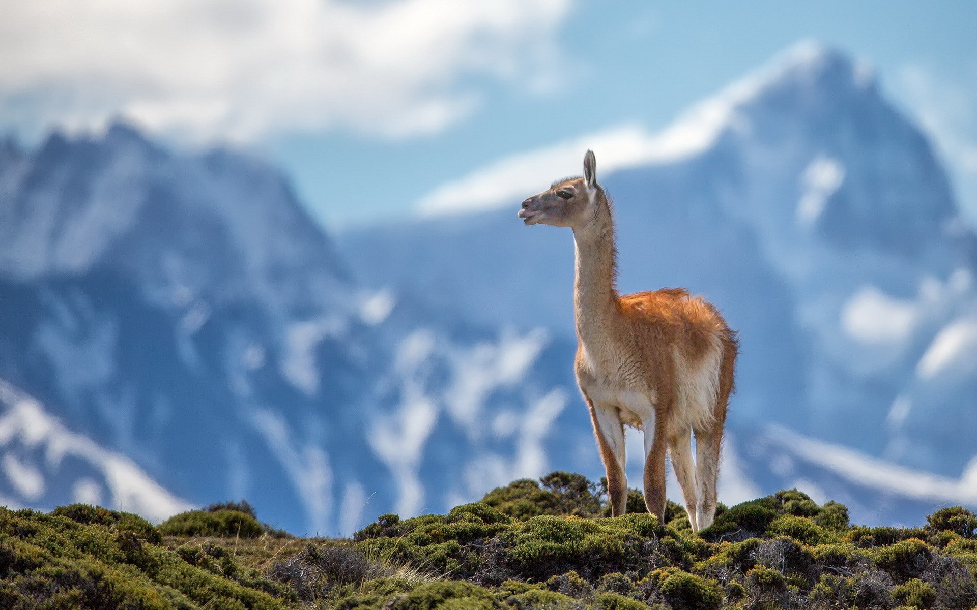 1080P, nature, lama, guanicoe, lama guanicoe, mountains, HD Wallpaper