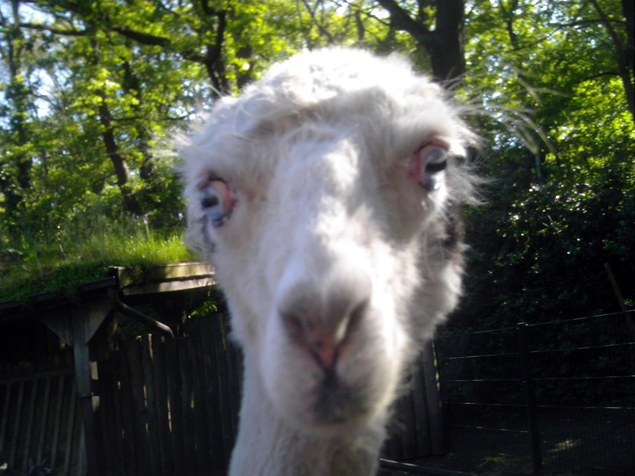 1080P, lama, zoo, animals, look, HD Wallpaper