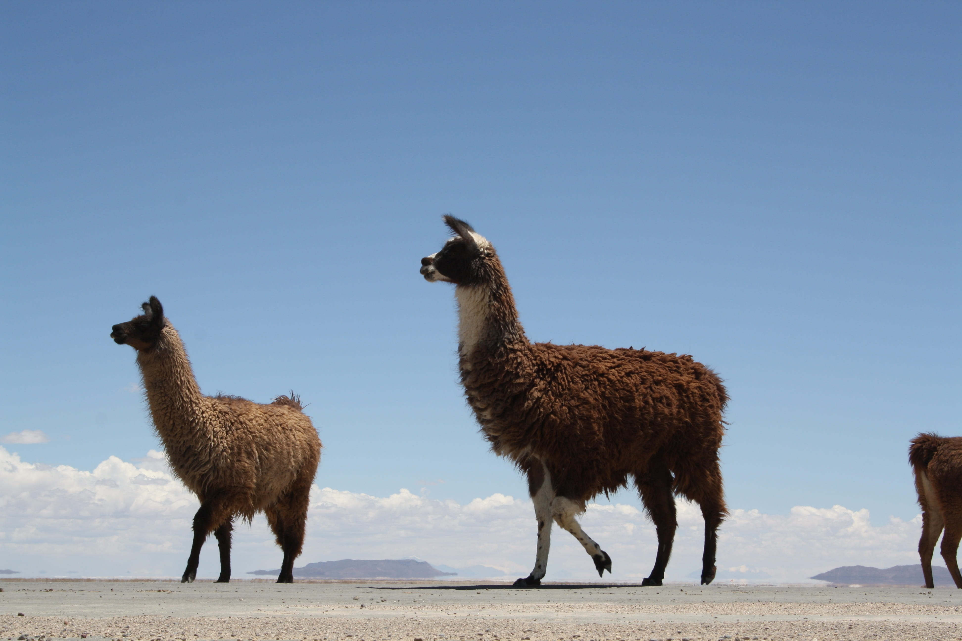 flame, brown, 4K, blue, no people, herbivorous, standing, wool, copy space, mammalia, land, arid climate, livestock, sky, nature, group of animals, animalia, HD Wallpaper