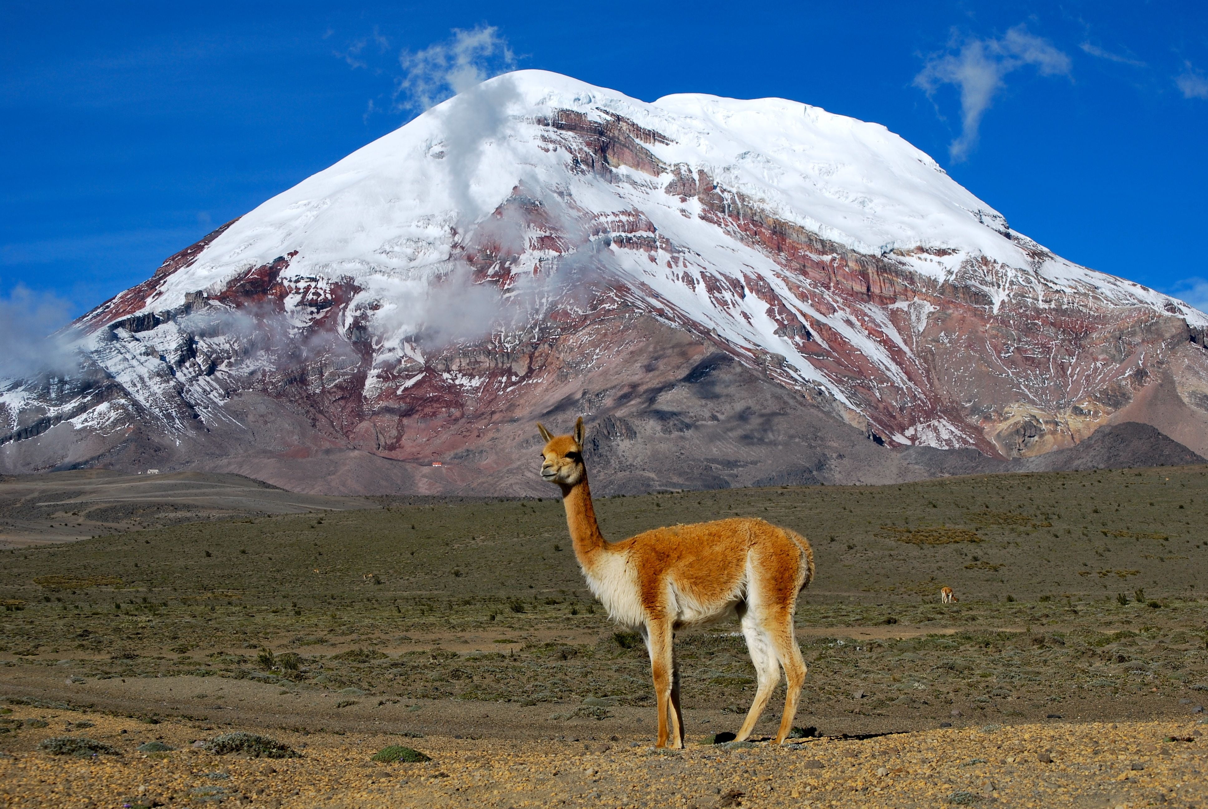 wildlife, outdoors, one animal, lama, sky, herbivorous, mammal, snowcapped mountain, mountain Range, mountain, andes, 4K, snow, scenics - nature, land, HD Wallpaper
