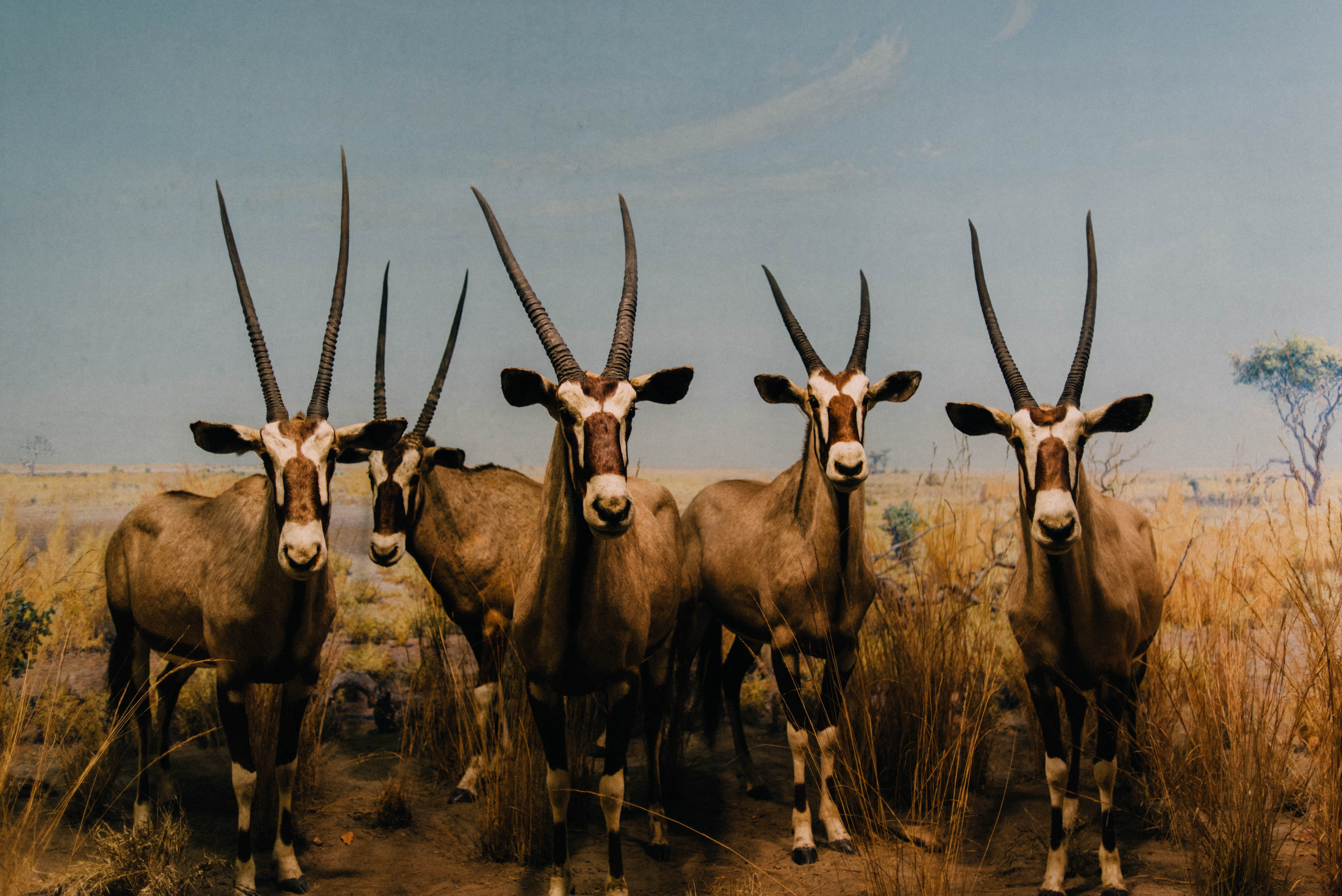 plant, animal, museum, looking at camera, savana, united states, deer, animals, lamas, wildlife, animal wildlife, herd, portrait, field, outdoors, new york, HD Wallpaper