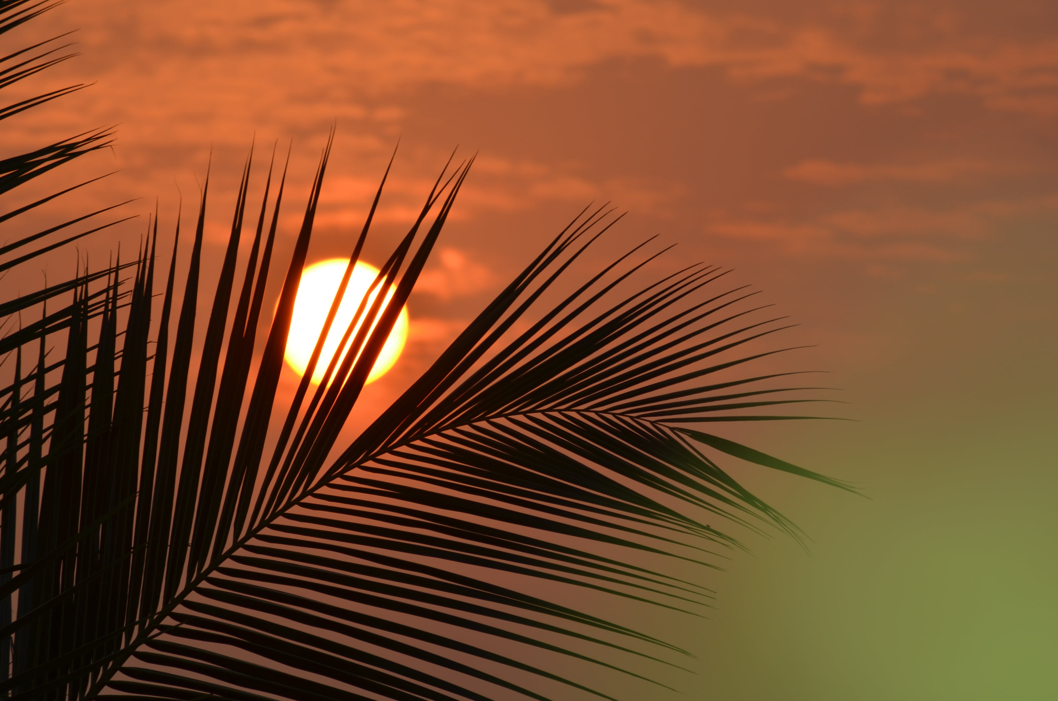 orange color, palm leaf, tree, sunrise, beauty in nature, no people, cloud - sky, idyllic, akividu, silhouette, plant, close-up, nature, scenics - nature, HD Wallpaper