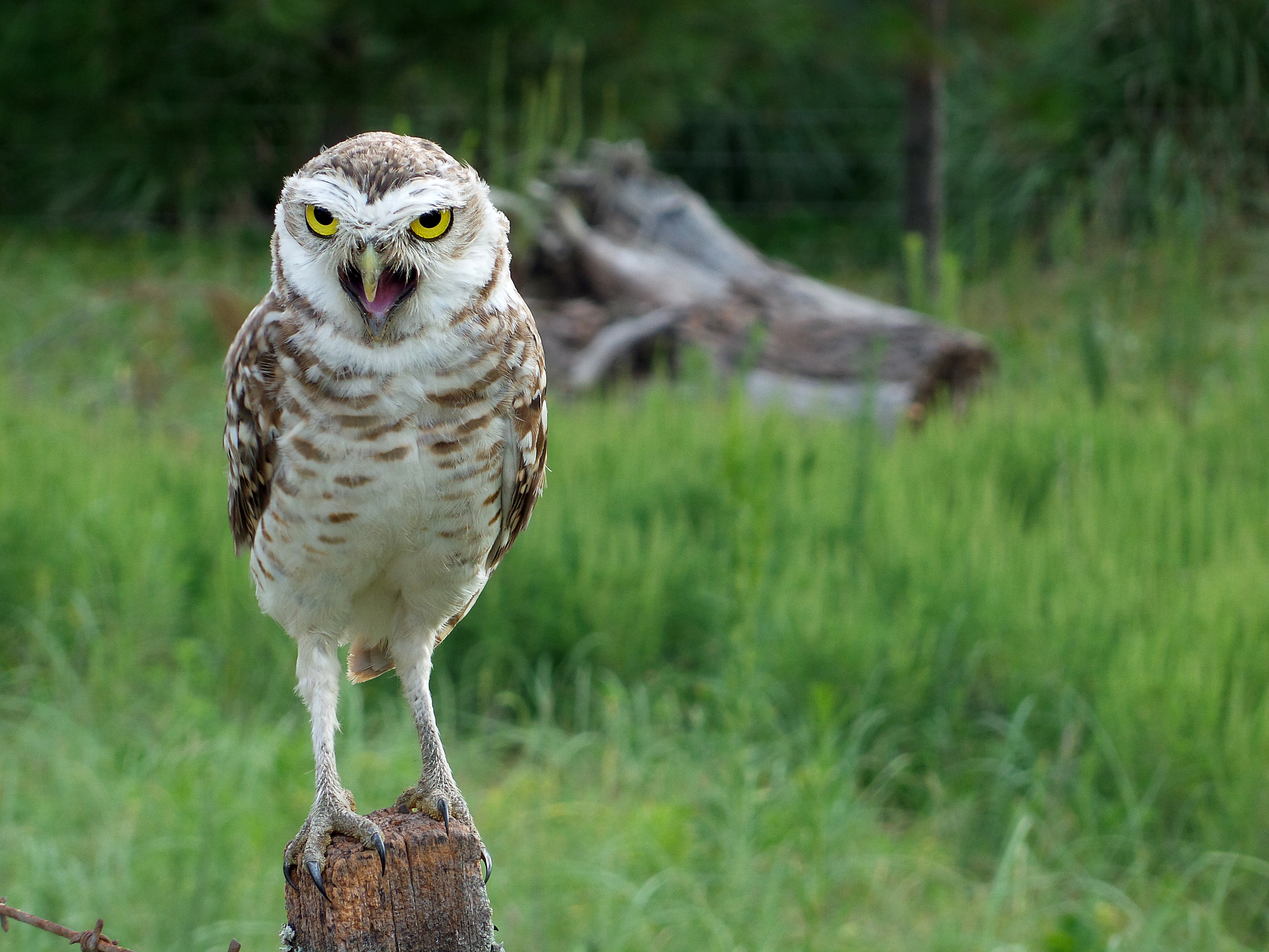 angry, one animal, beak, eyes, no people, bird of Prey, animals In The Wild, grass, day, portrait, land, feather, wildlife, focus, 4K, perching, falcon - bird, HD Wallpaper